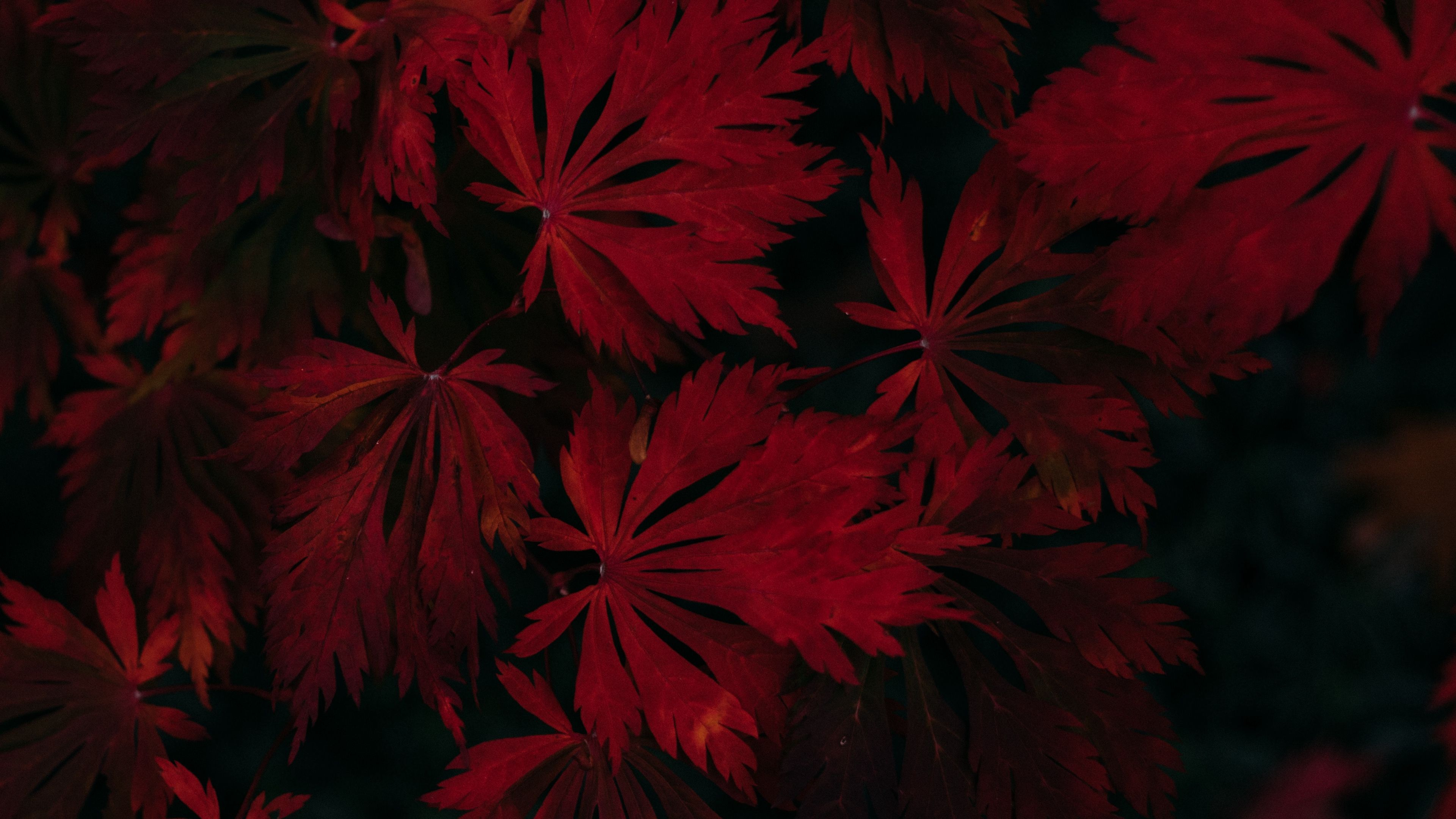 3840x2160 leaves, red, black, dark, plant 4k red, Leaves, Black | Autumn leaves wallpaper, Black wallpaper, Hd nature wallpapers