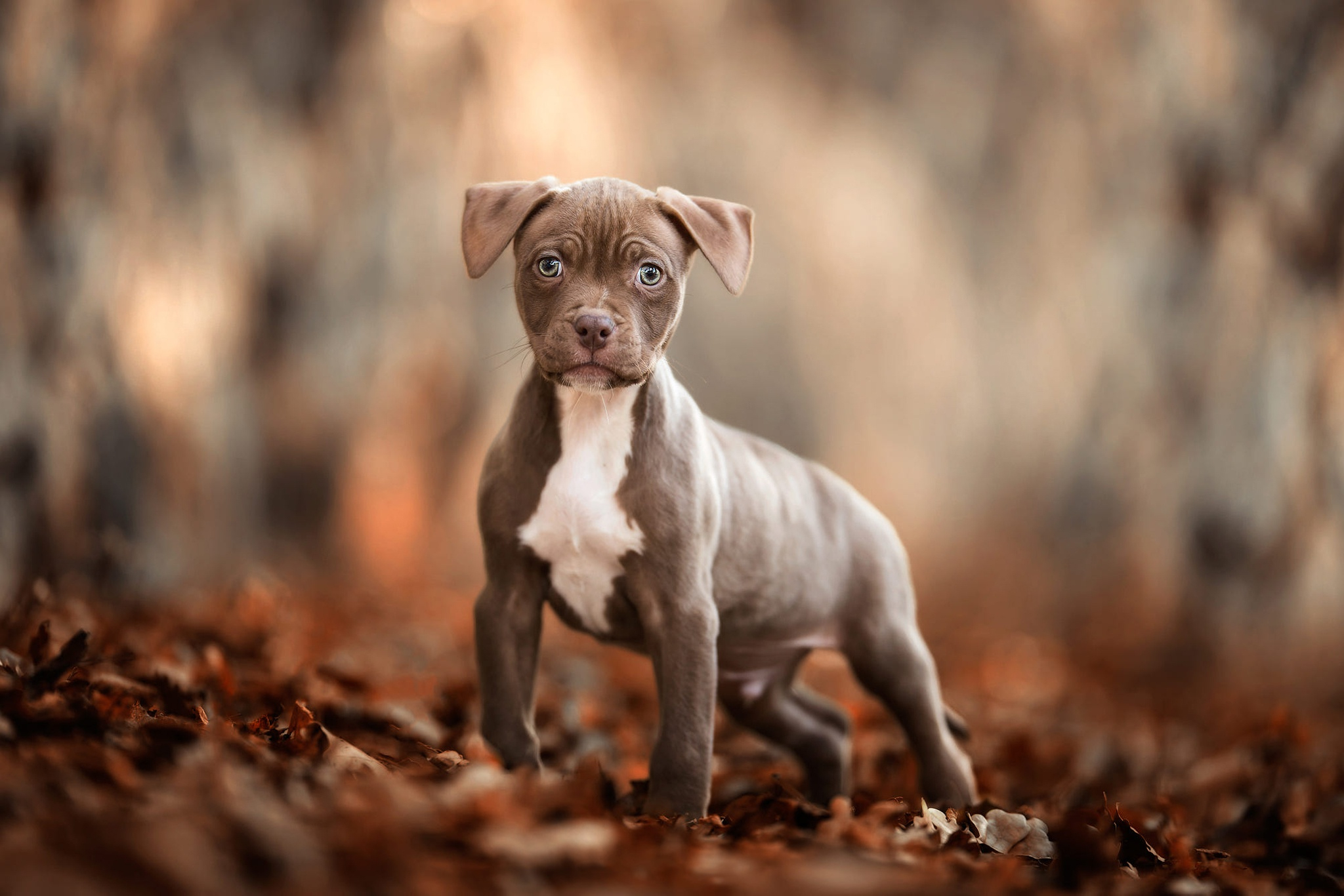 2048x1366 10+ American Pit Bull Terrier HD Wallpapers and Backgrounds