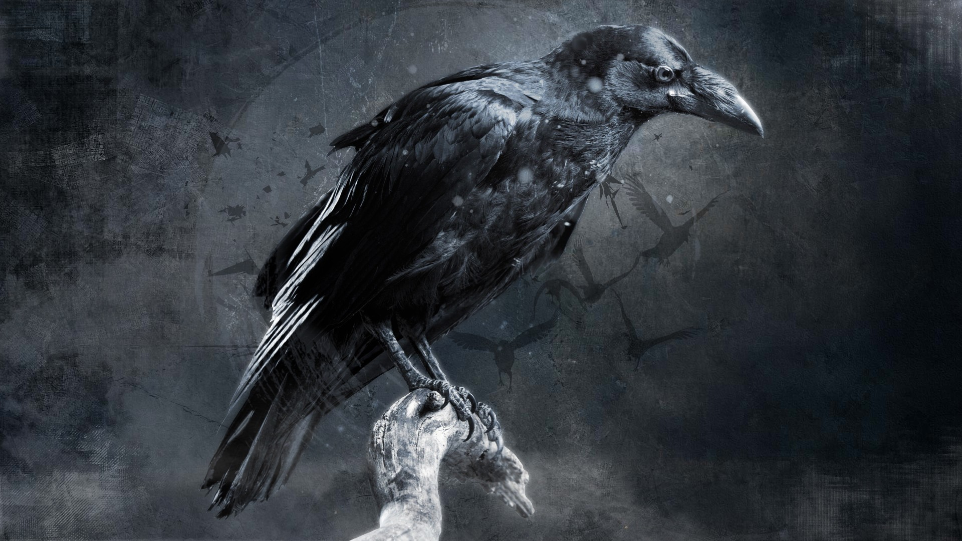 1920x1080 Wallpaper : digital art, raven, beak, darkness, wing, black and white, monochrome photography, perching bird, crow like bird pub4si 570586 HD Wallpapers