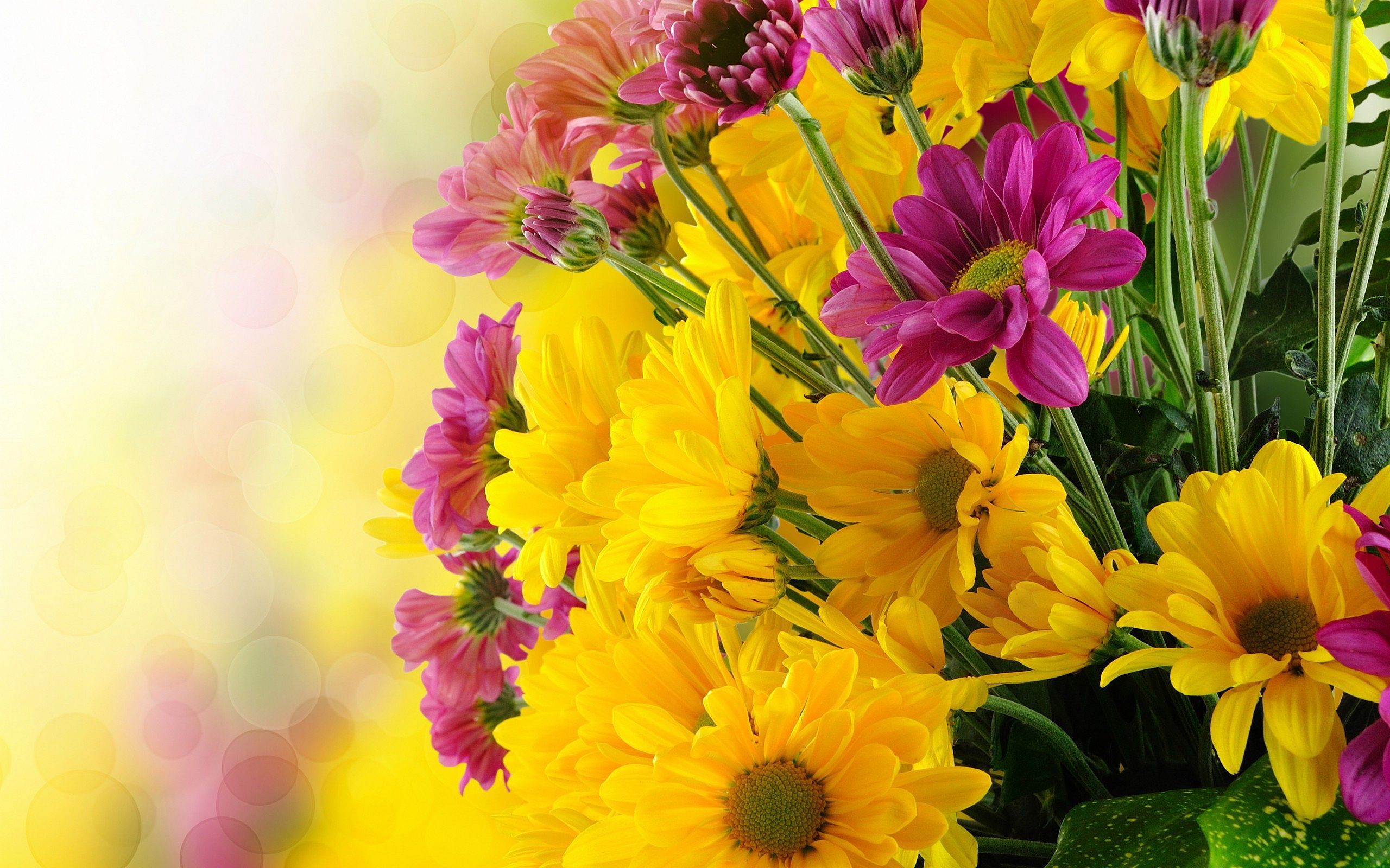 2560x1600 Pink Yellow Flower Wallpapers Top Free Pink Yellow Flower Backgrounds
