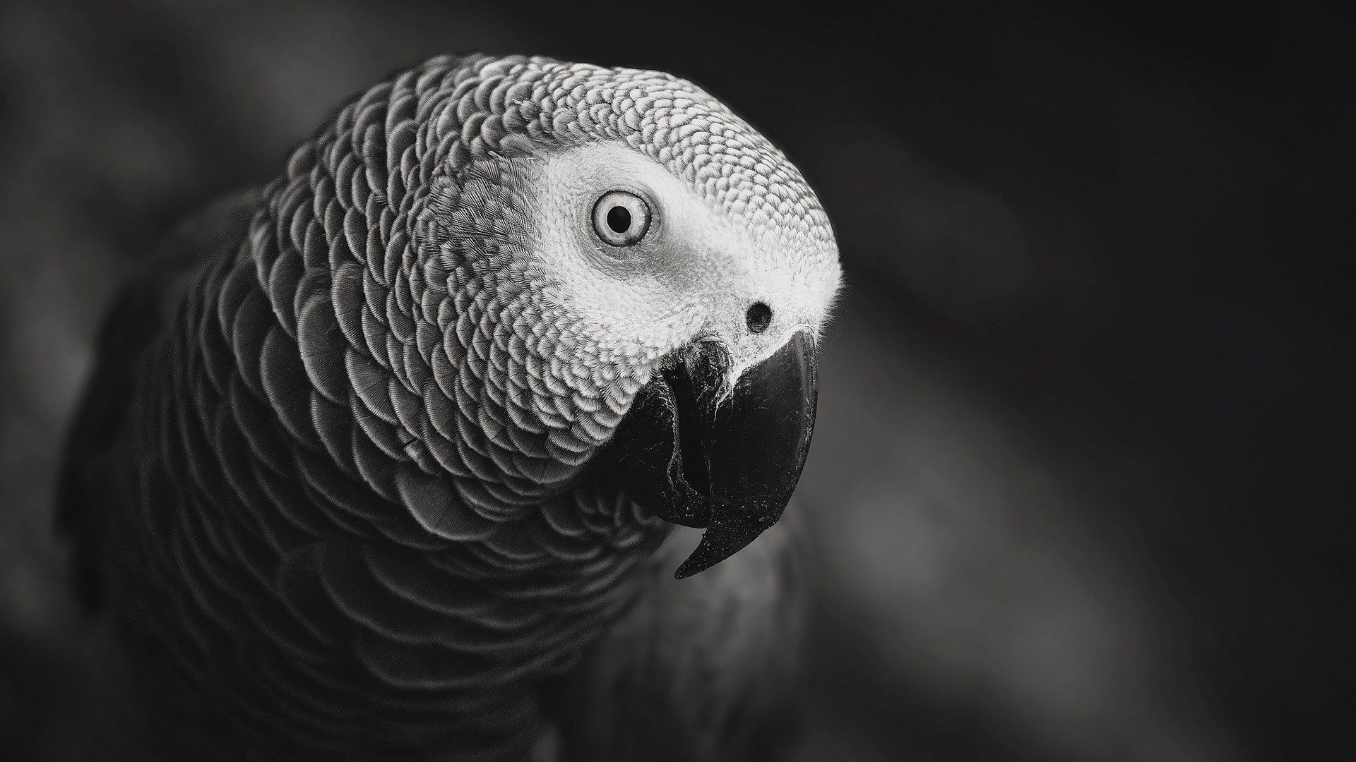 1920x1080 Parrot Bird HD Wallpaper FreeHDWalls | African grey parrot, African grey, Parrot