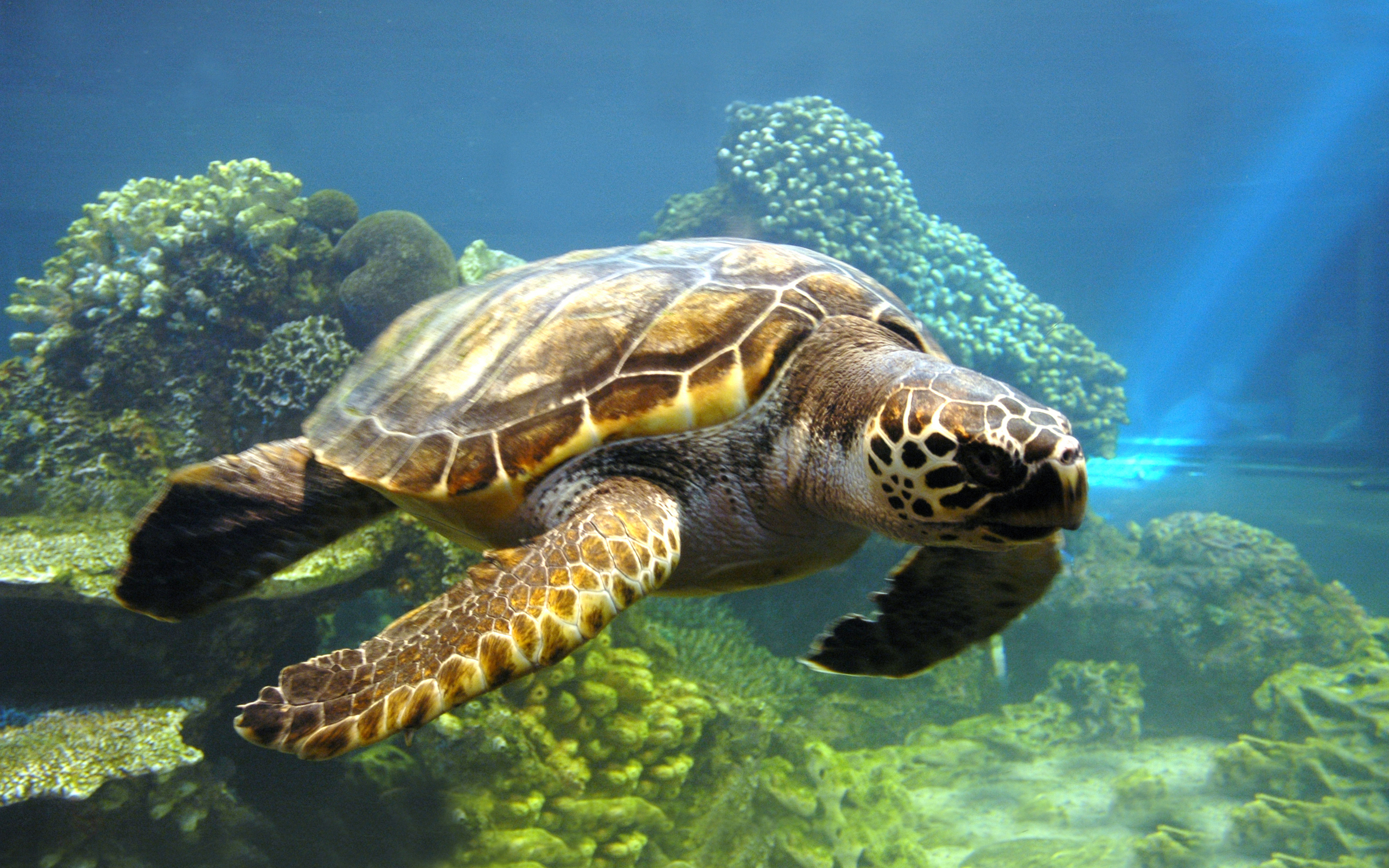 2560x1600 20+ Sea Turtle HD Wallpapers and Backgrounds