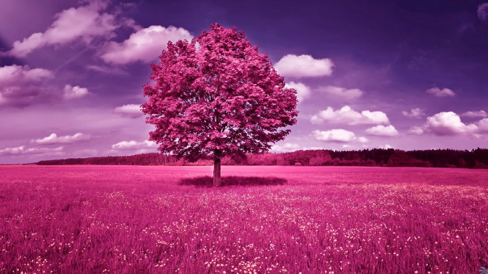 1920x1080 Pink Trees Wallpaper (58+ pictures
