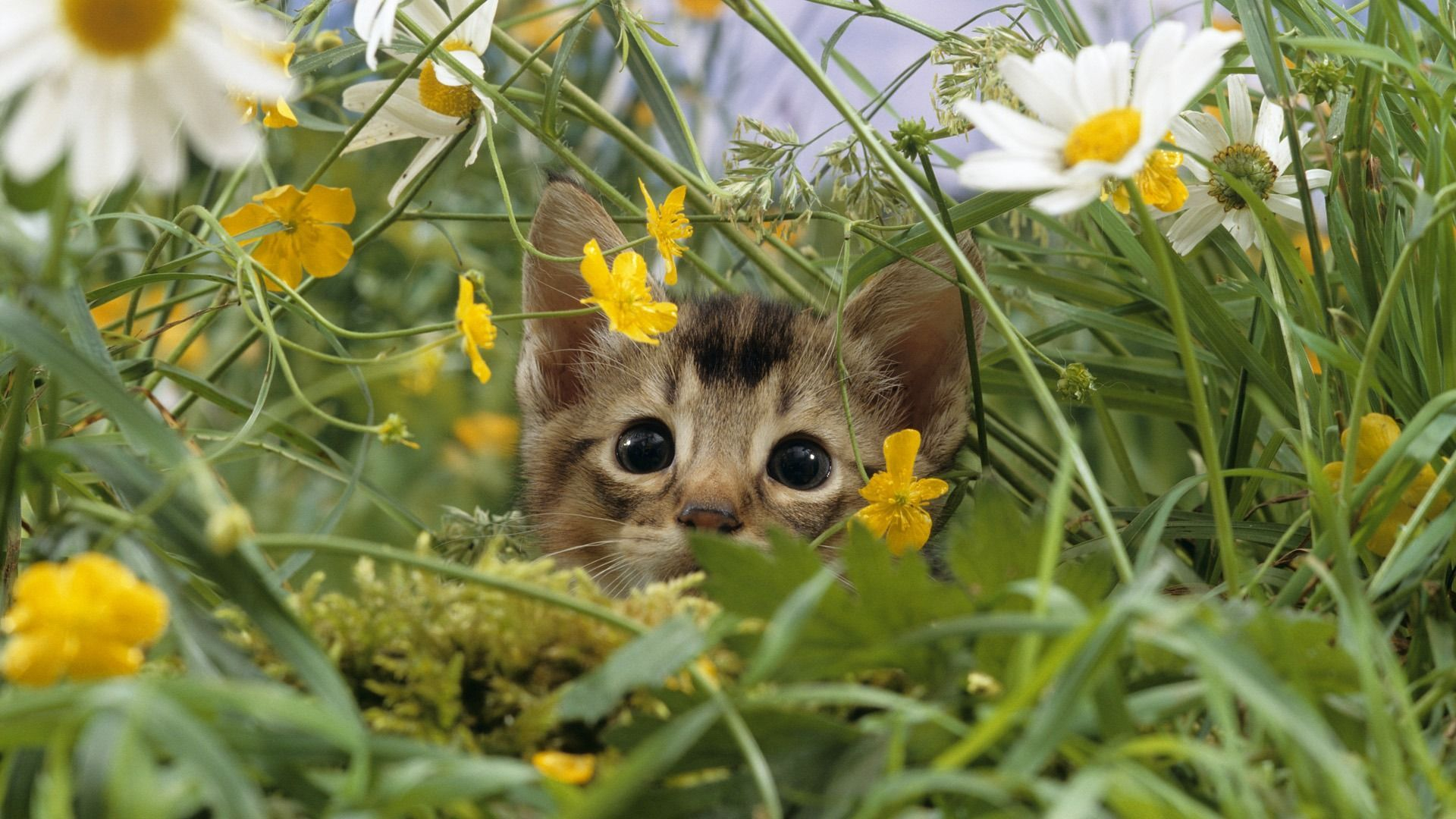 1920x1080 Cute Spring Animals Wallpapers