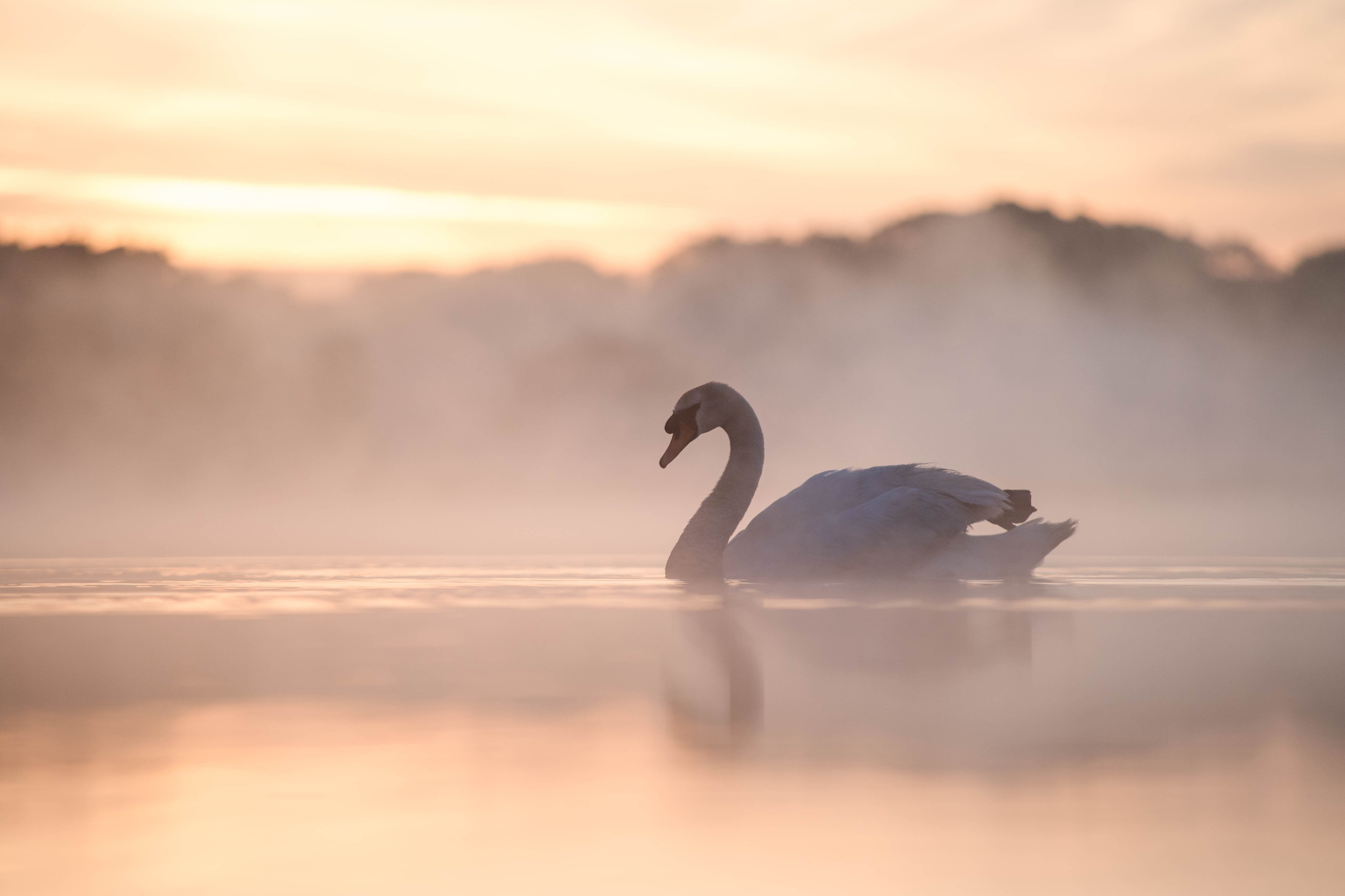 3000x2000 Swan Gliding Across the Water in the Fog
