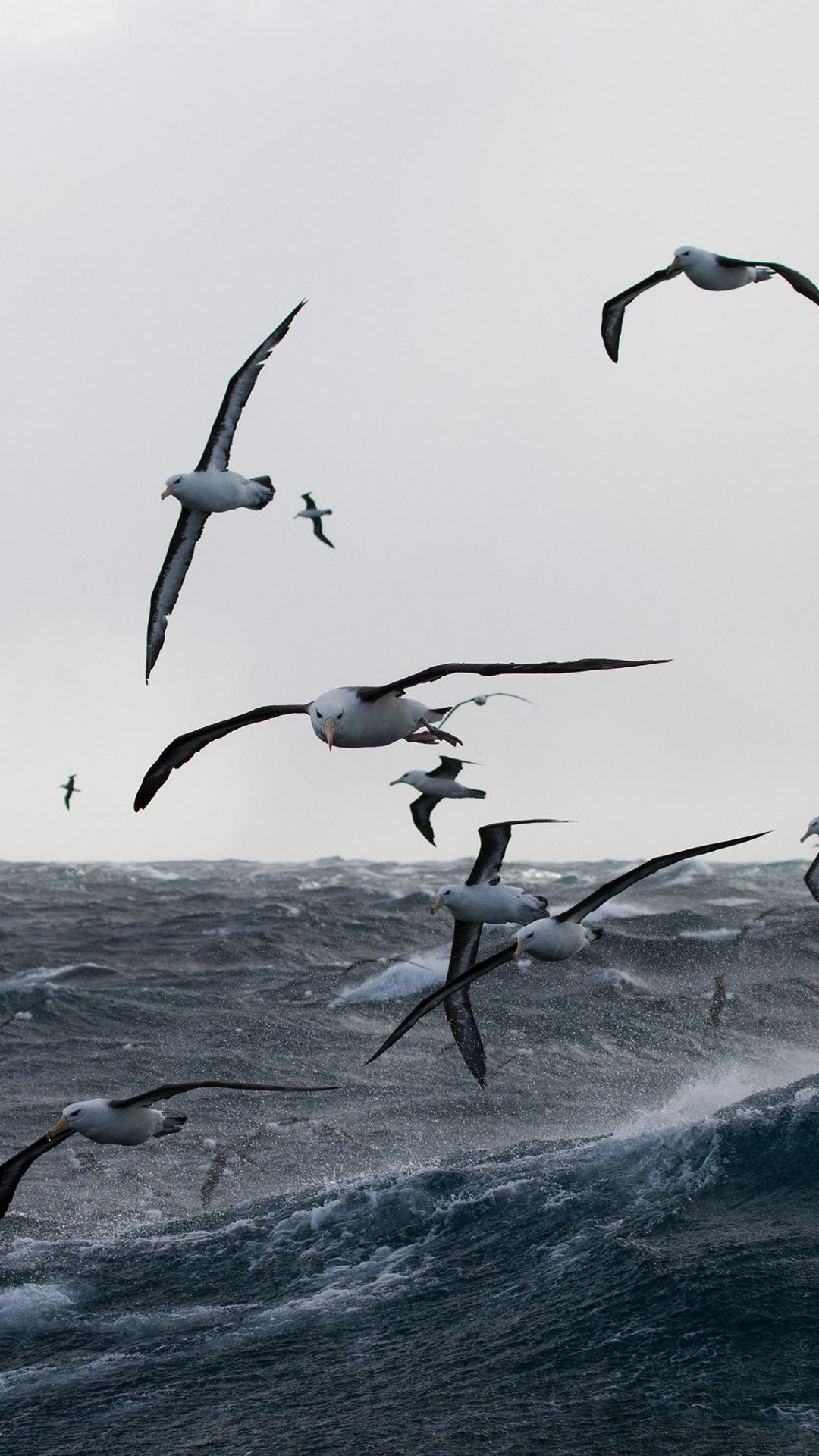 1080x1920 Gulls, sea storm, birds, sea, wallpaper | Sea storm, Bird wallpaper, Birds wallpaper hd