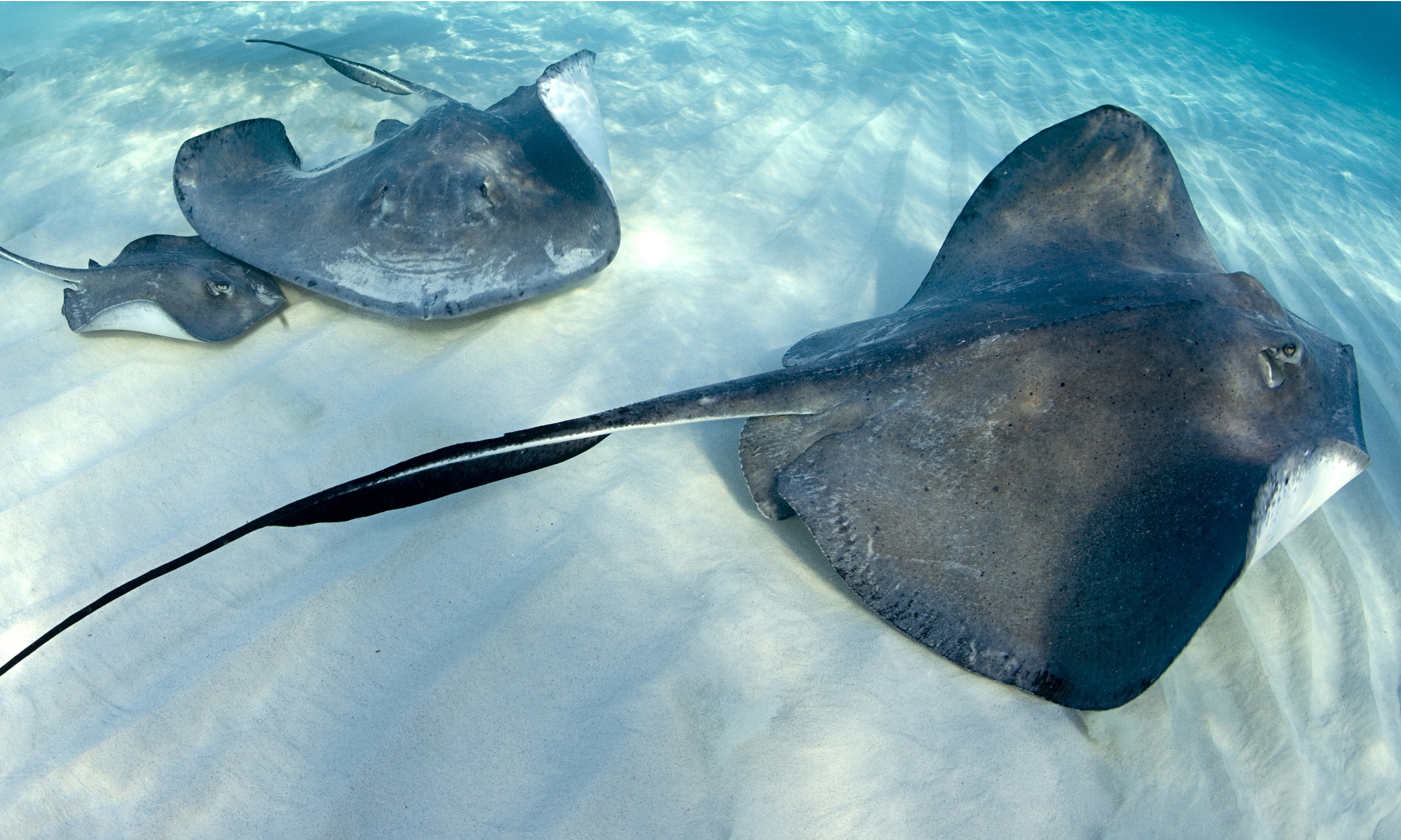 2560x1536 Stingray fishes photo and wallpaper. Cute Stingray fishes pictures