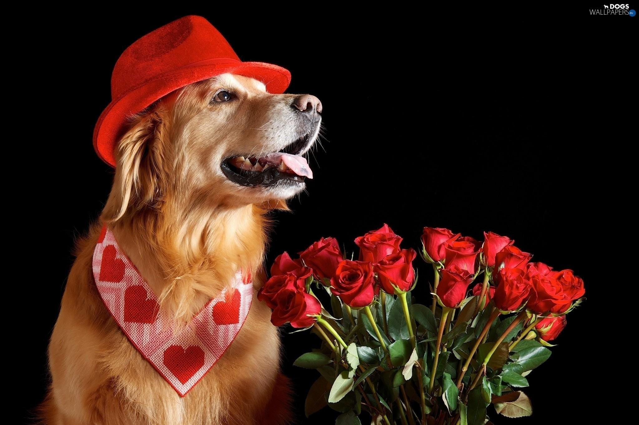 2048x1362 Valentine Day Animal Wallpapers