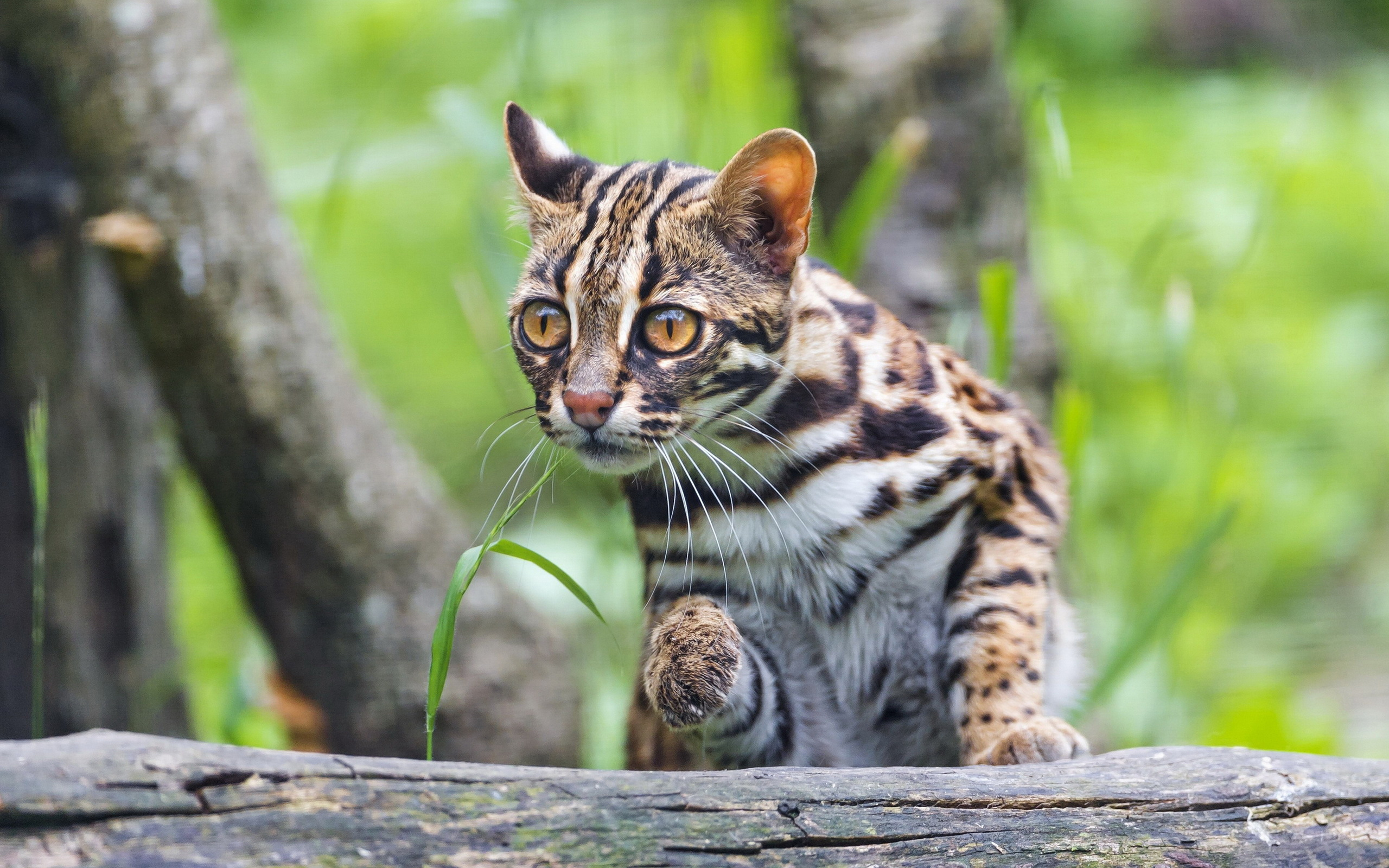 2560x1600 20+ Ocelot HD Wallpapers and Backgrounds
