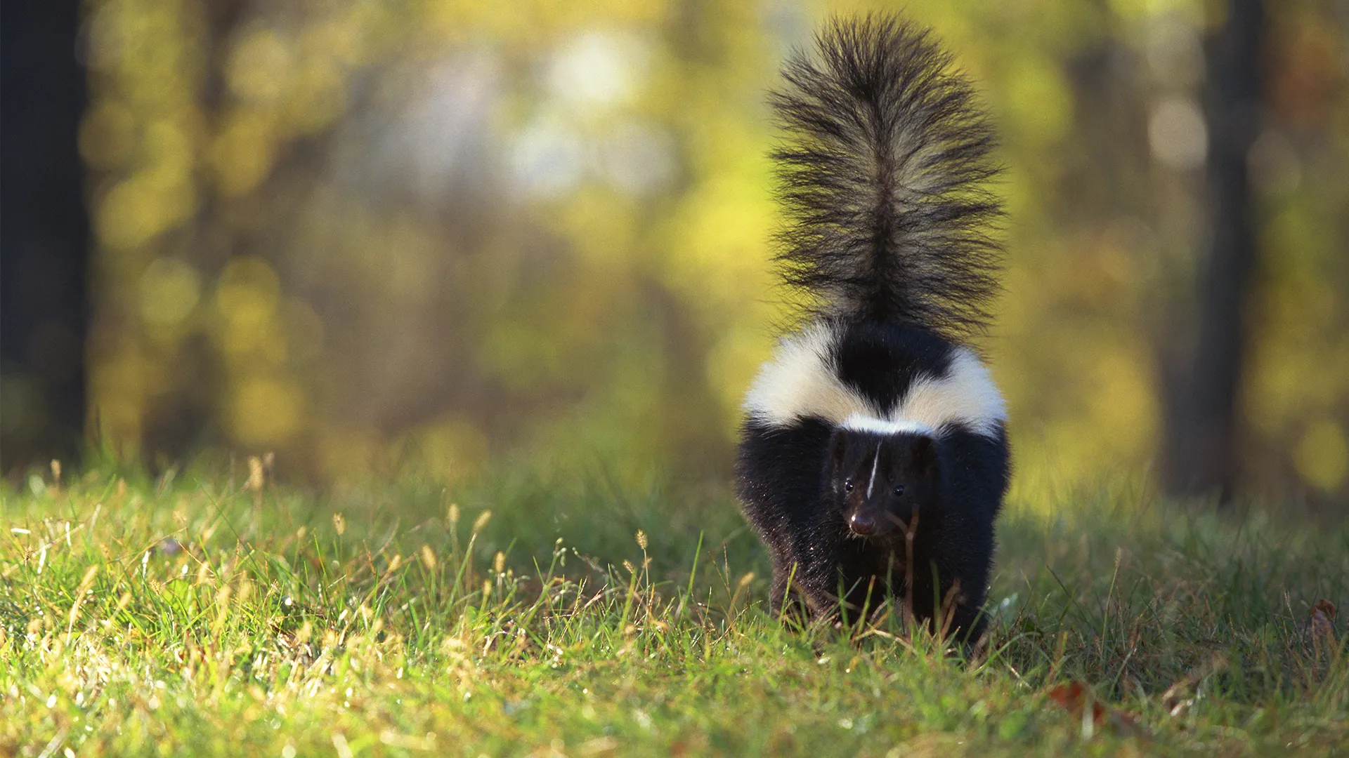 1920x1080 How Skunks Spray and Other Skunk Spray Facts