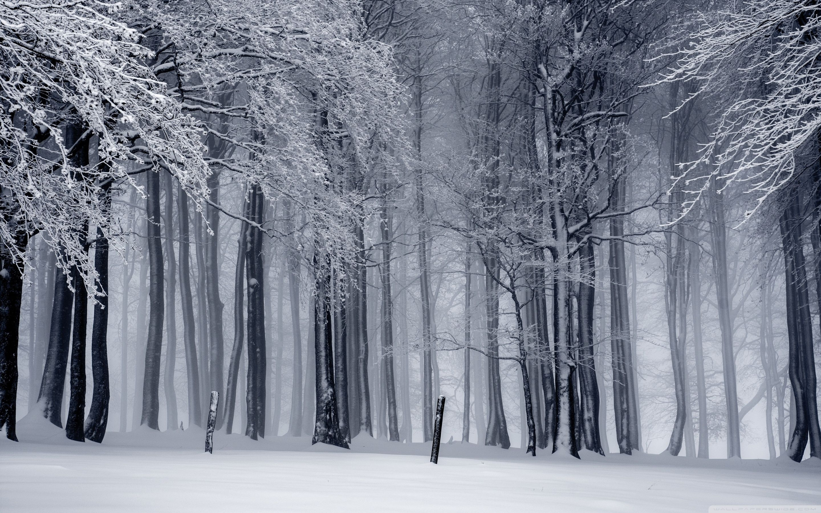 2880x1800 Winter Forest Wallpapers Top Free Winter Forest Backgrounds