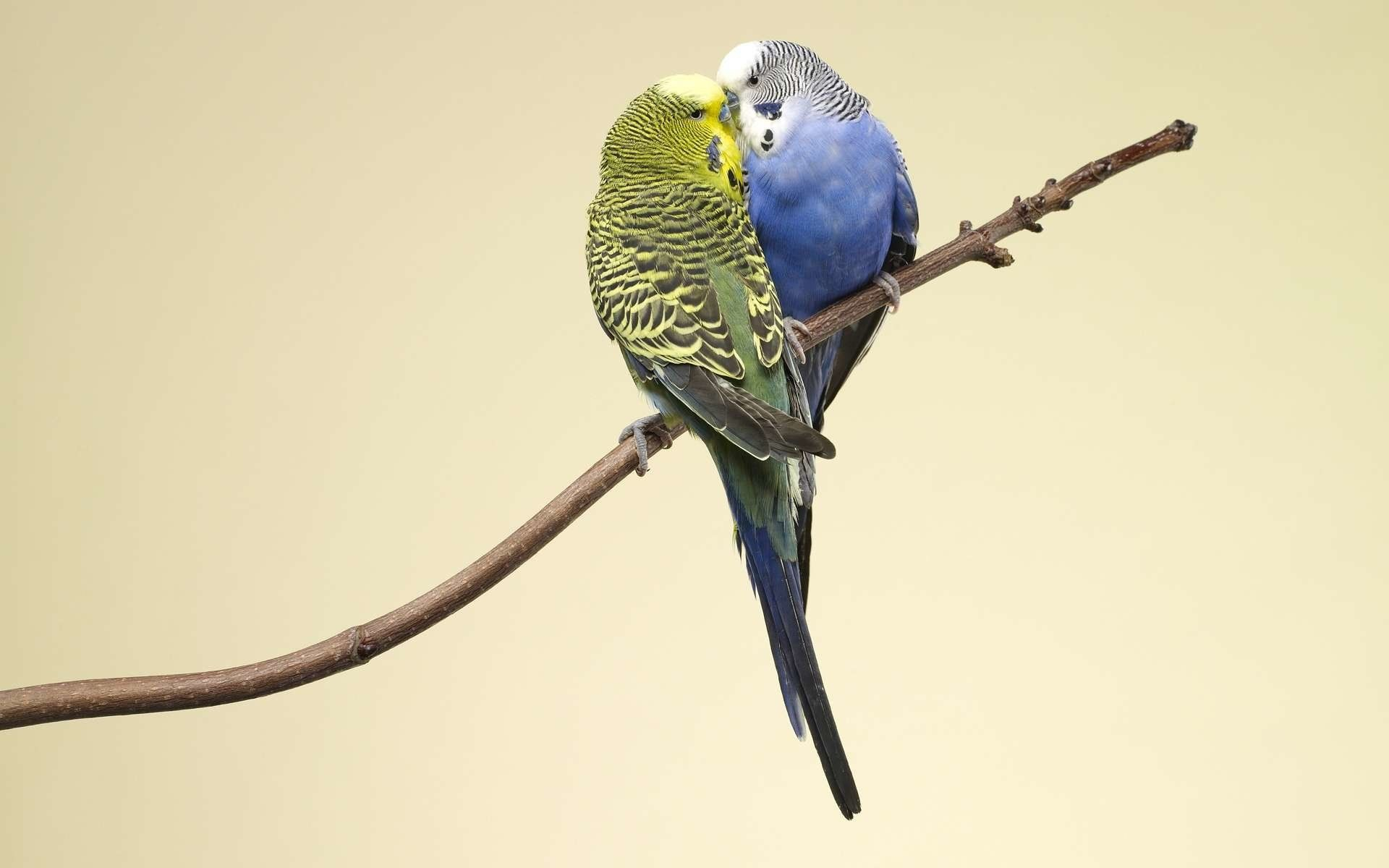 1920x1200 Budgie Wallpapers Top Free Budgie Backgrounds