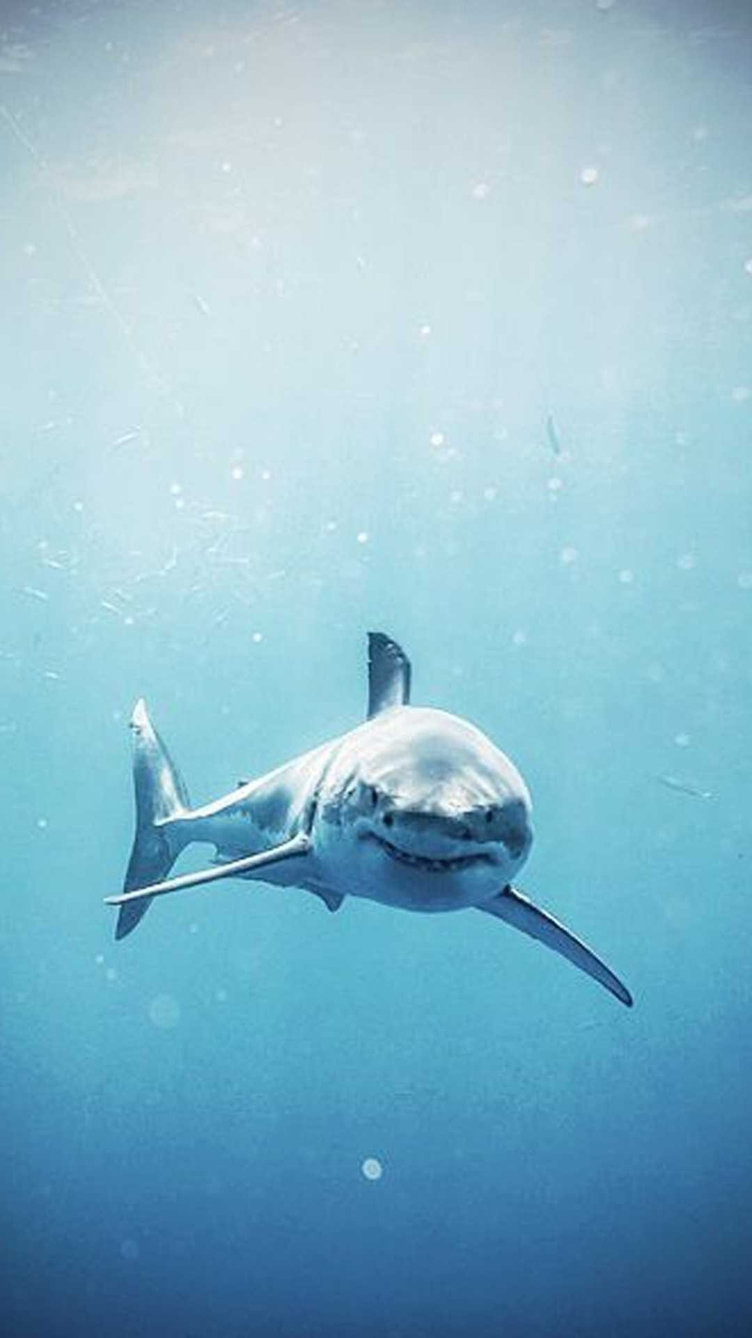 1080x1920 Shark Wallpaper
