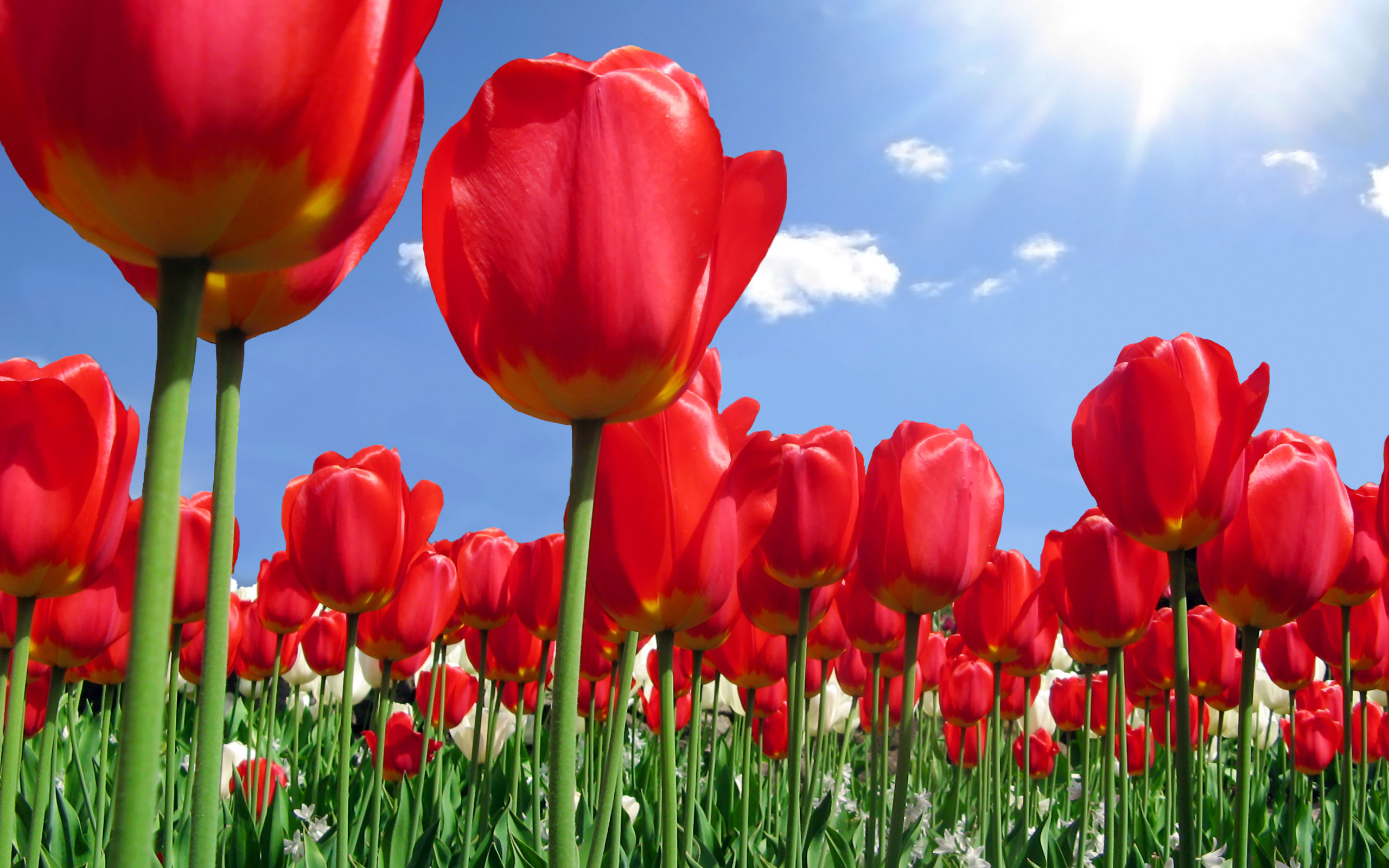 2560x1600 Red Tulips for Parkinson's Laidback Gardener
