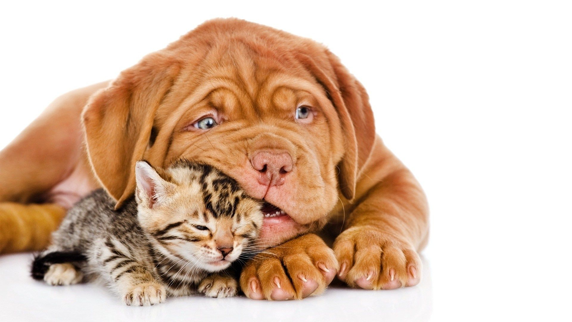 1920x1080 Cat and Dog Desktop Wallpapers Top Free Cat and Dog Desktop Backgrounds