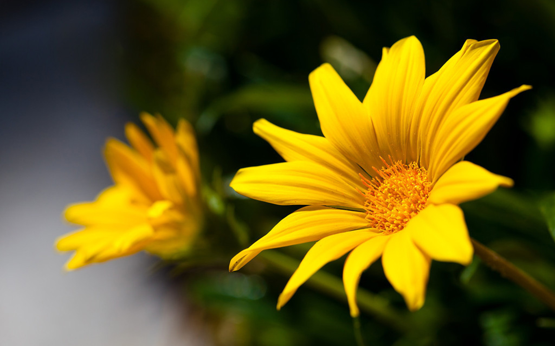 1920x1200 1500+ Yellow Flower HD Wallpapers and Backgrounds