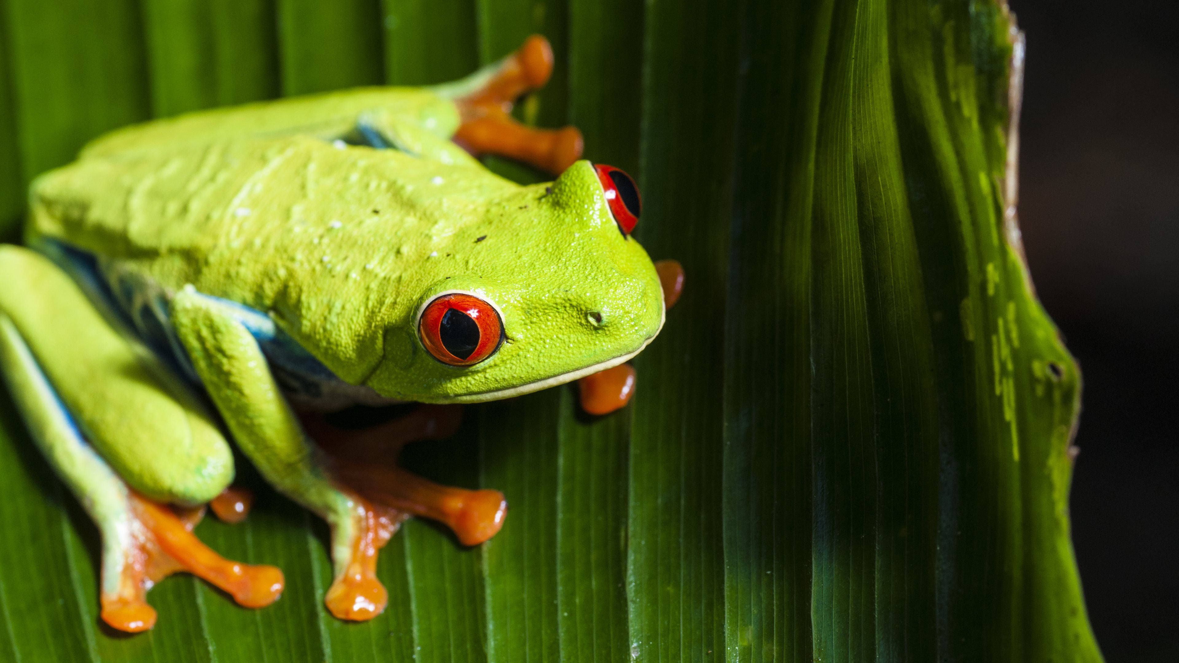 3840x2160 10+ 4K Red Eyed Tree Frog Wallpapers | Background Images