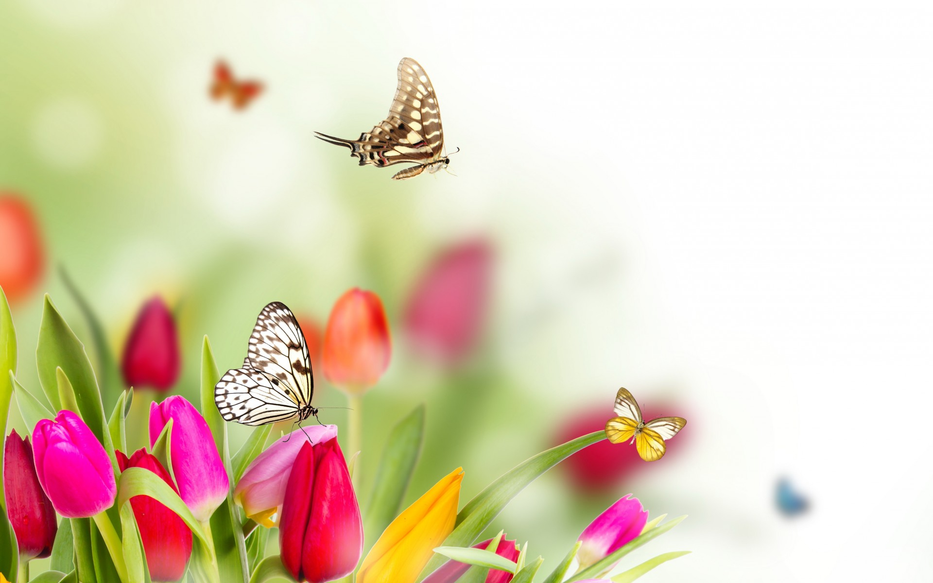 1920x1200 Wallpaper : px, butterflies, flowers, spring, tulips wallup 1709643 HD Wallpapers