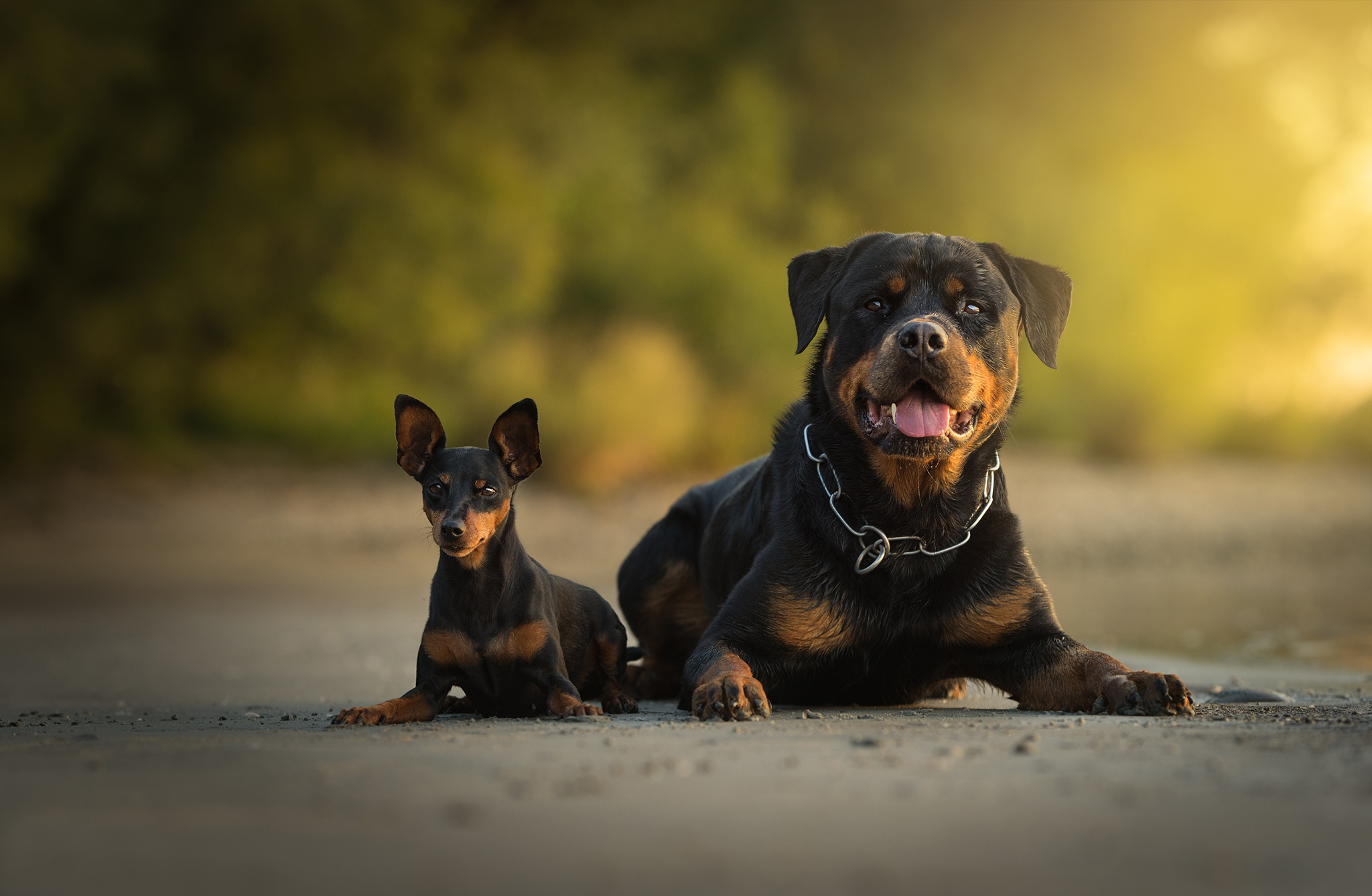 2048x1338 50+ Rottweiler HD Wallpapers and Backgrounds