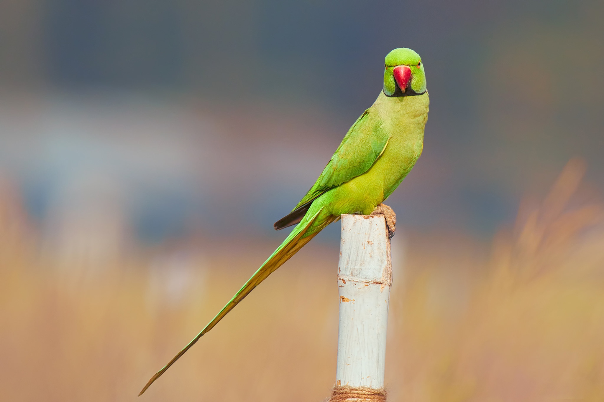 2048x1365 20+ Parakeet HD Wallpapers and Backgrounds