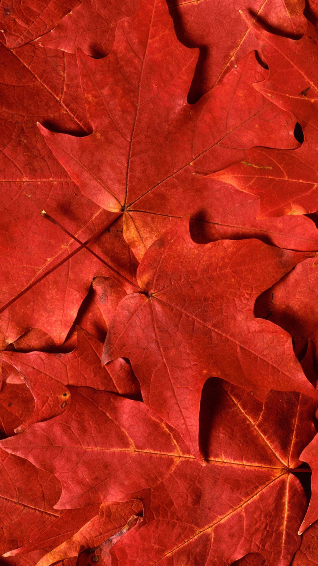 1080x1920 Red Leaf iPhone Wallpapers Top Free Red Leaf iPhone Backgrounds