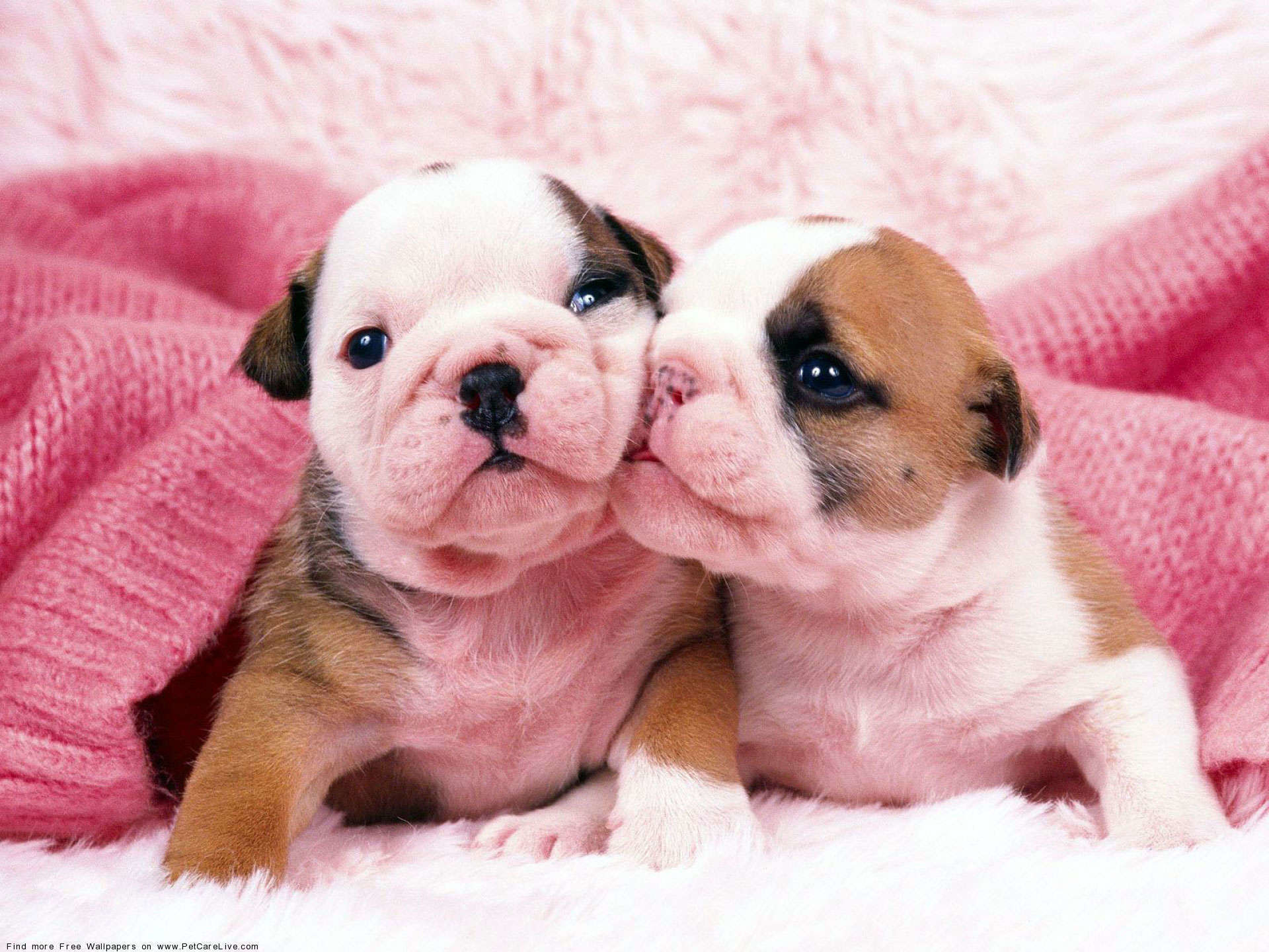 1920x1440 Wallpaper of Puppies (50+ pictures