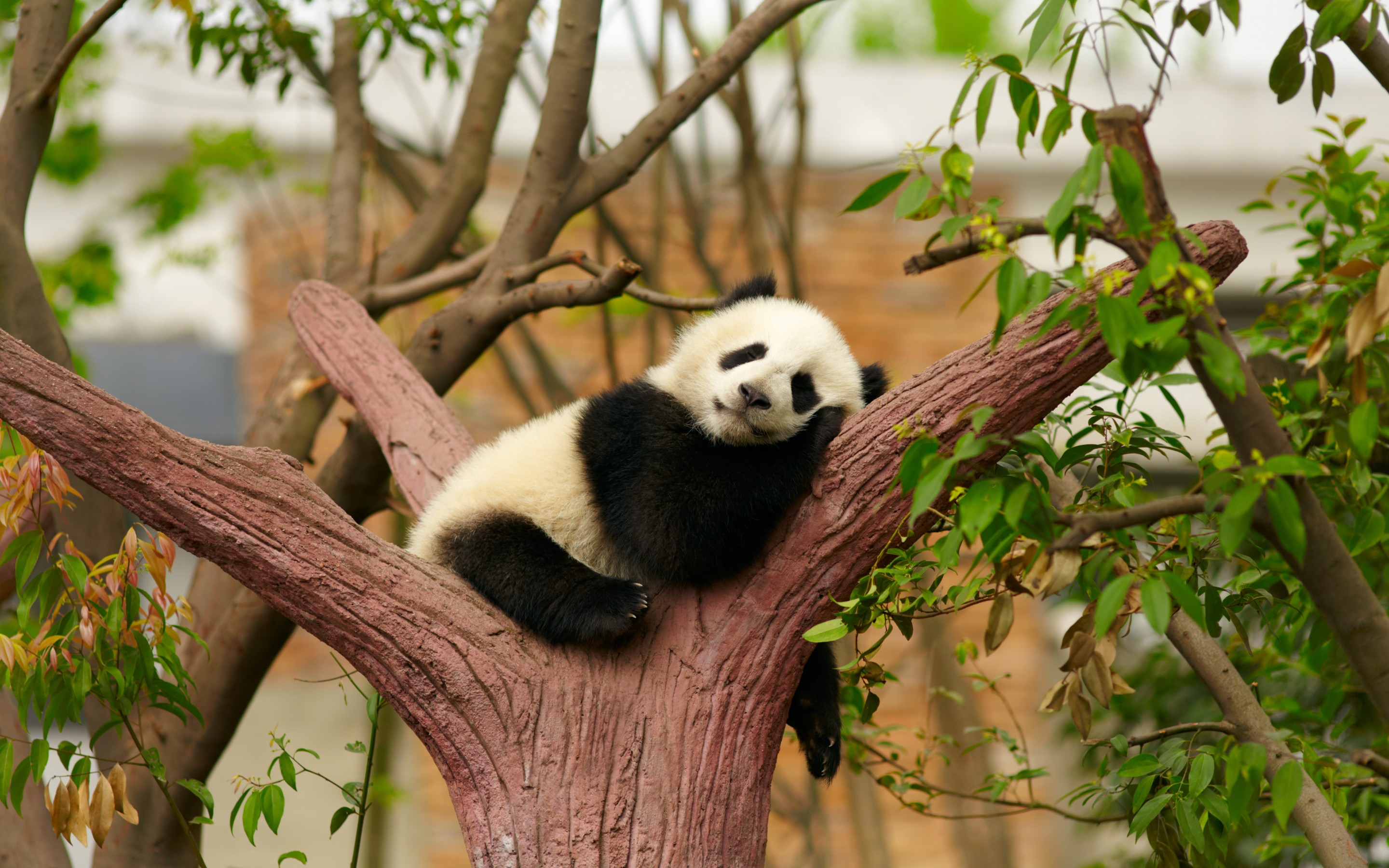 2880x1800 Panda Sleeping in Tree
