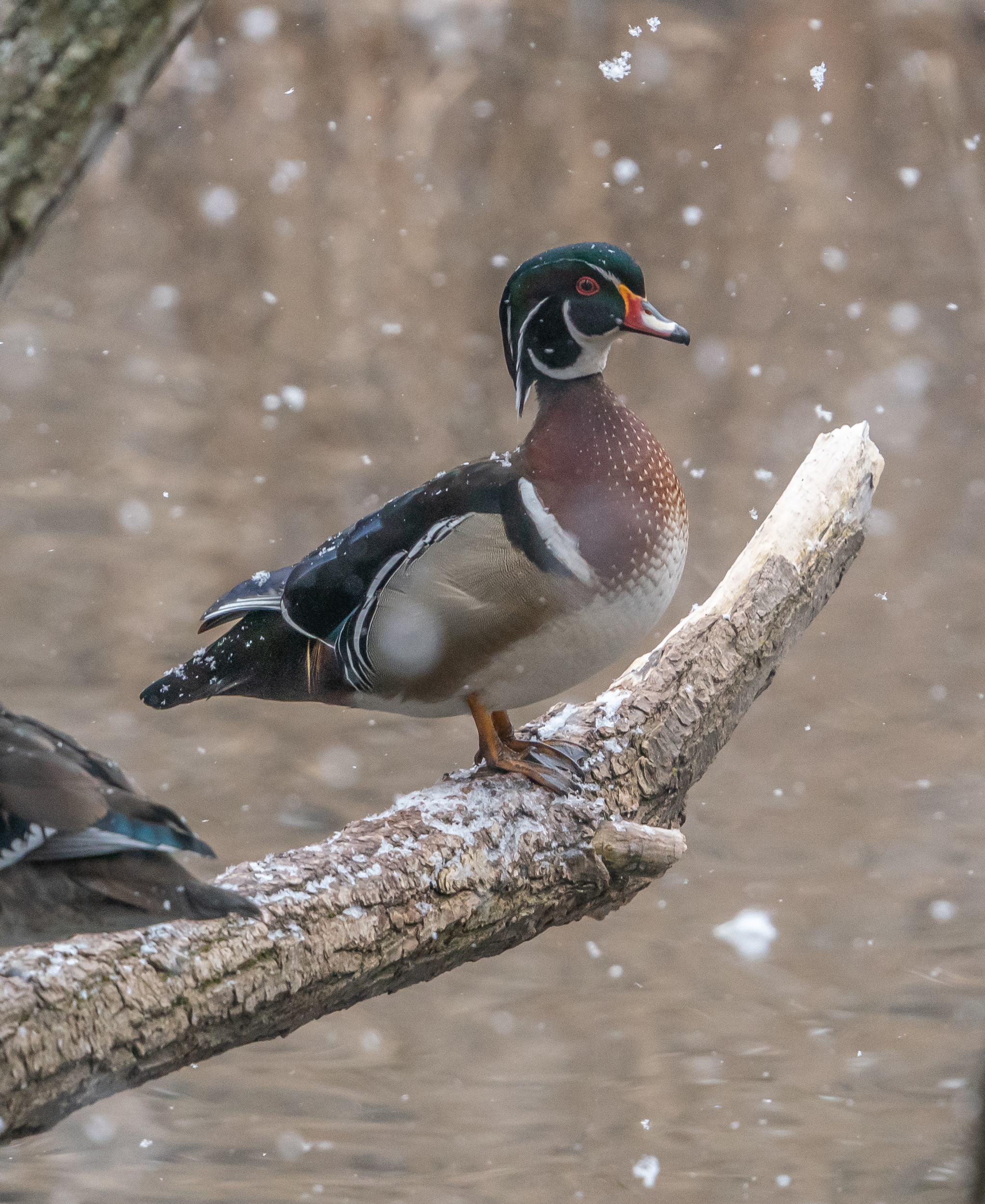 2045x2500 Wood Ducks Have Returned To High Park: March 11, 2022 | Miles Hear
