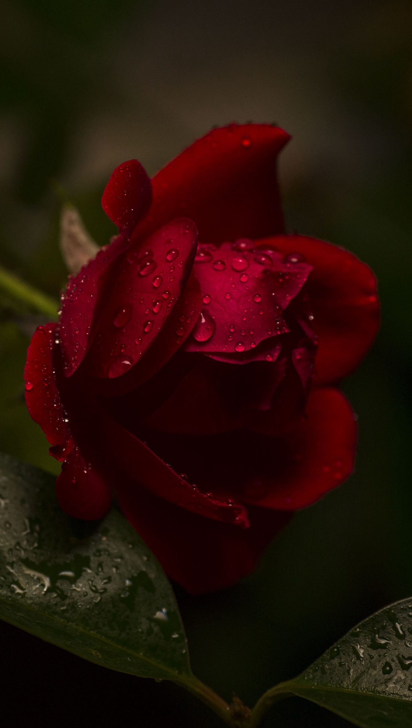 1360x2400 Red rose with water drops Wallpaper 4k Ultra HD ID:10348