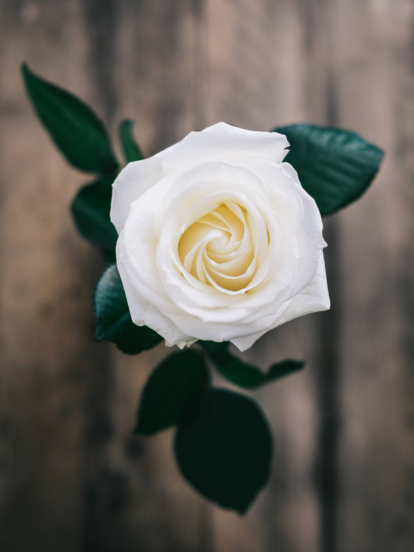 1440x1920 Download White Rose Photo Wallpaper