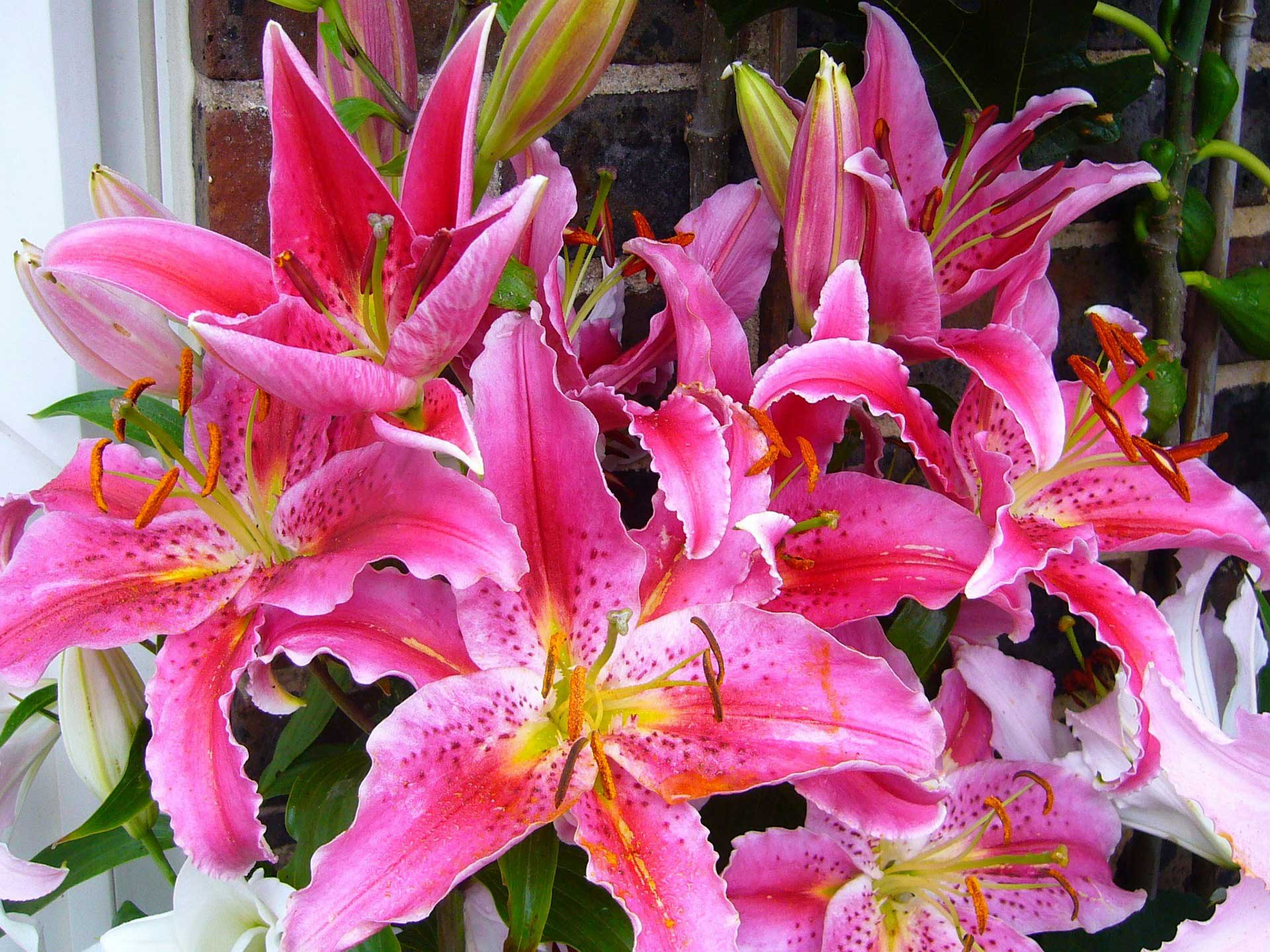 1920x1440 Stargazer Lilies Symbolizing Purity, Chastity and Virtue in Greek Mythology Learn About Nature