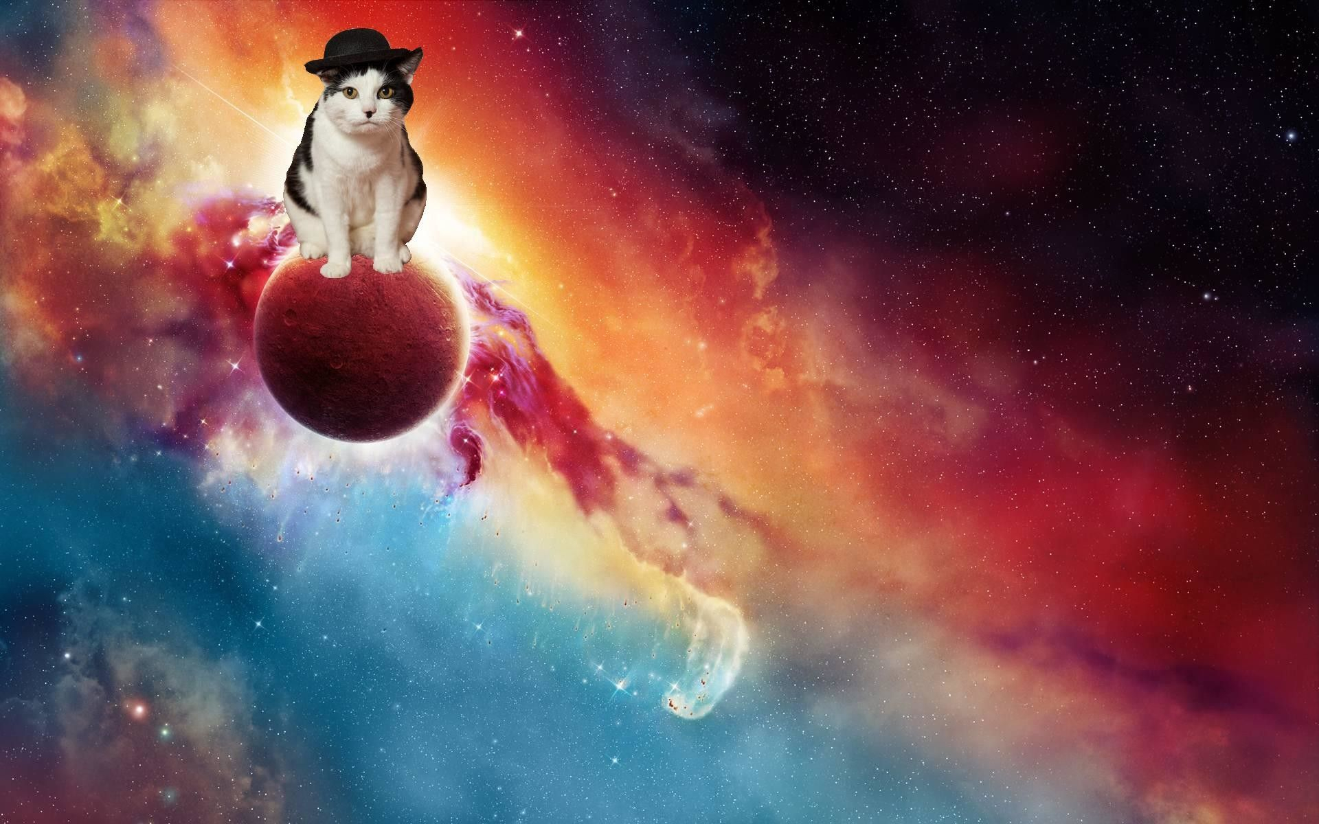 1920x1200 Cats in Space Wallpapers
