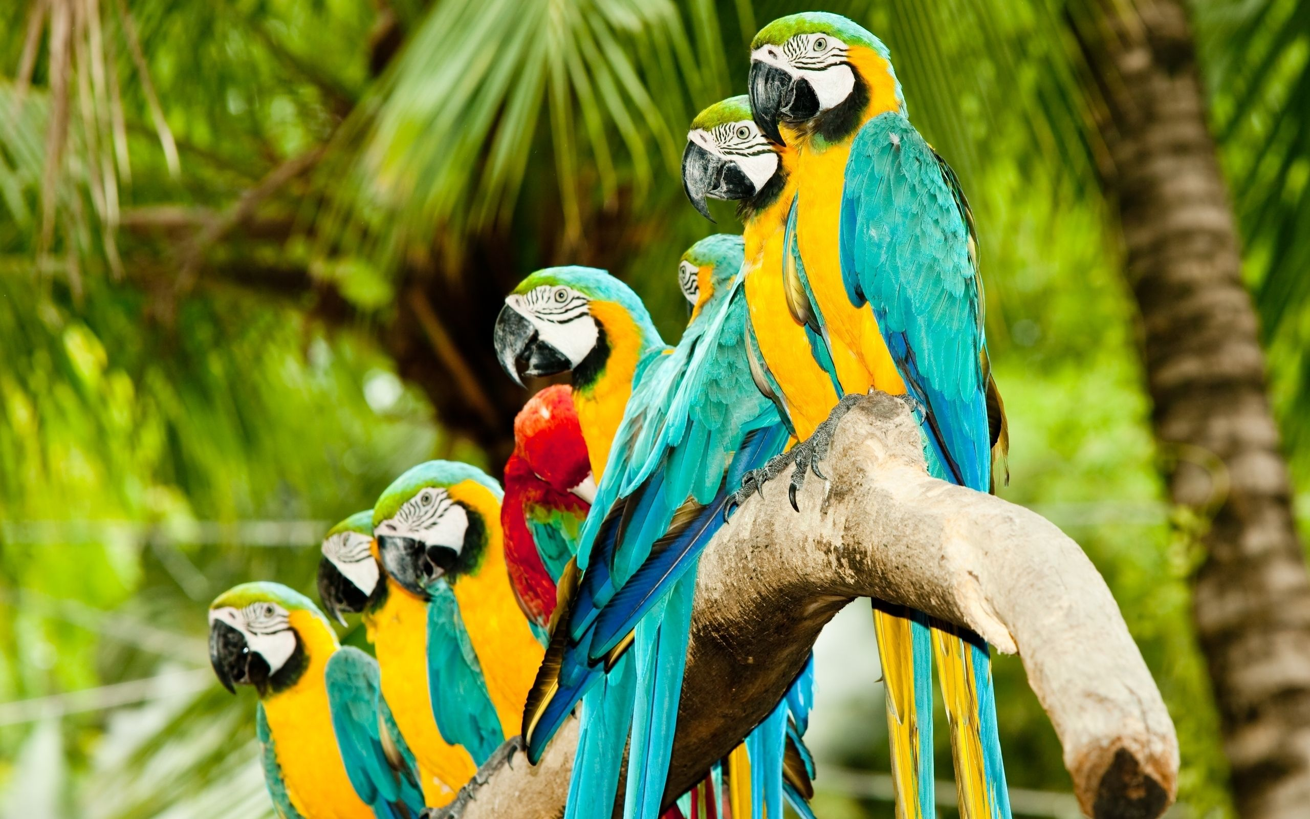 2560x1600 Image detail forColourful Parrots HD Wallpaper, Birds HD Widescreen Wallpapers 2560 ... | Pet birds, Animals beautiful, Animals