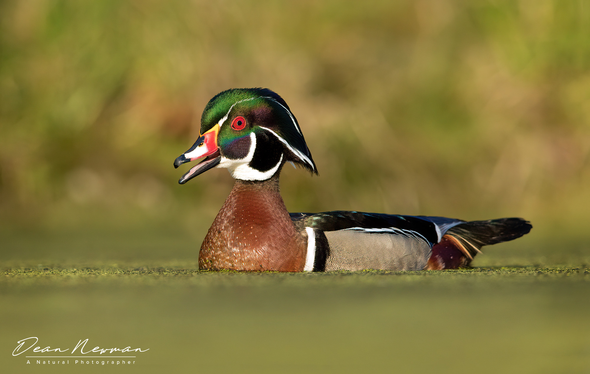 2000x1267 Wood Duck Drake on Green Water Dean Newman Photography