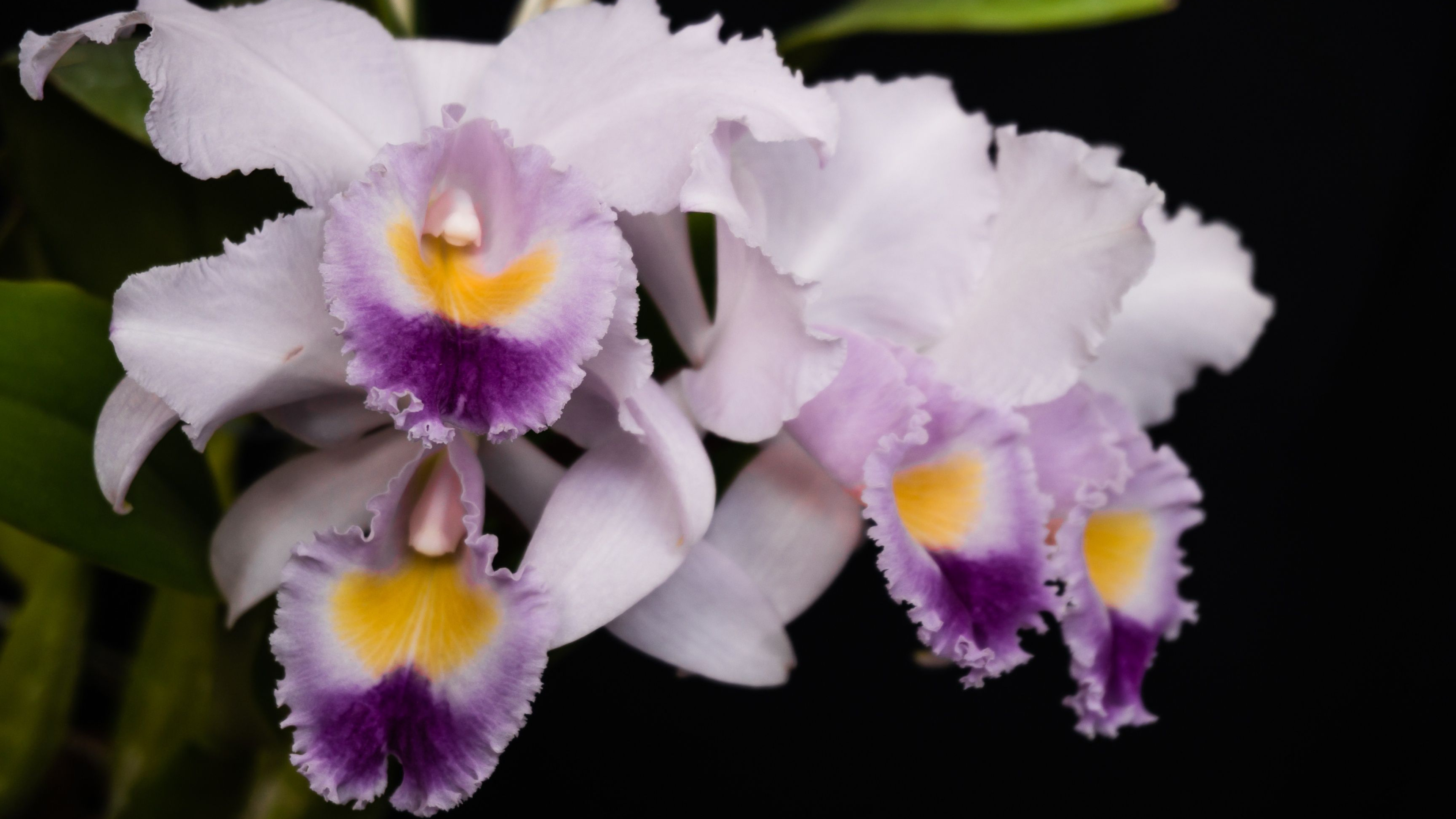 3840x2160 Cattleya Orchid Wallpapers