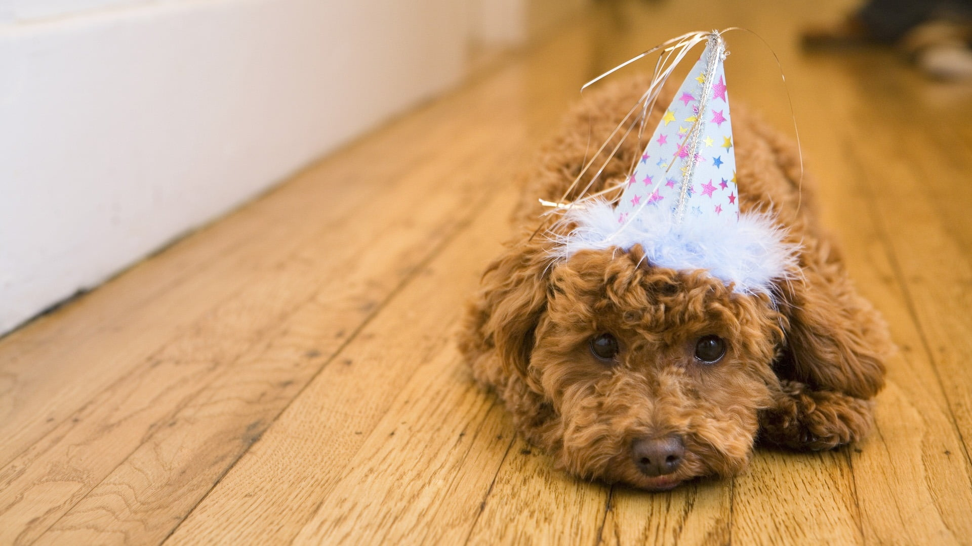 1920x1080 Brown Toy Poodle puppy wearing white party hat HD wallpaper | Wallpaper Flare
