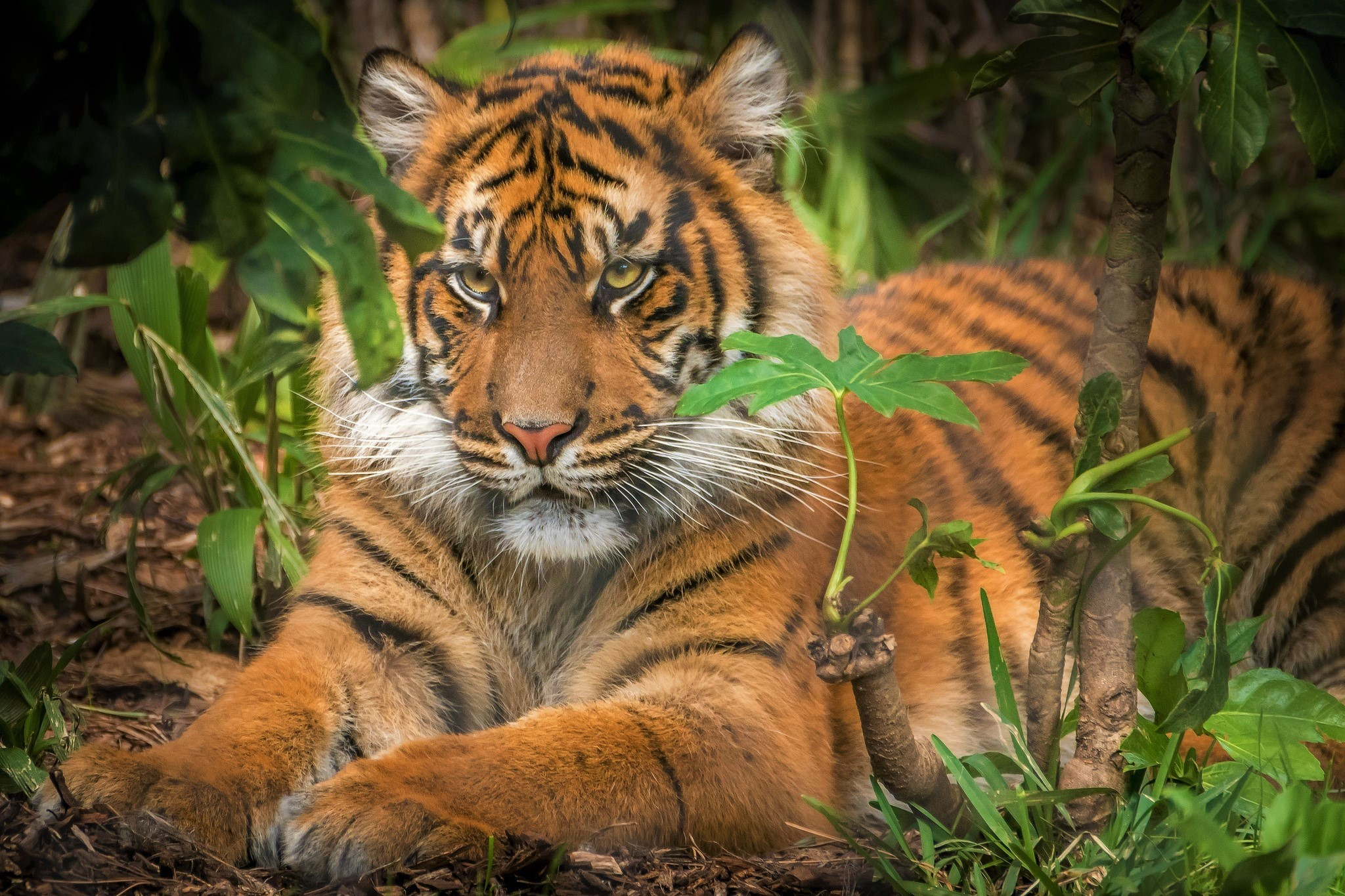 2048x1365 Sumatran Tiger HD Wallpapers and Backgrounds