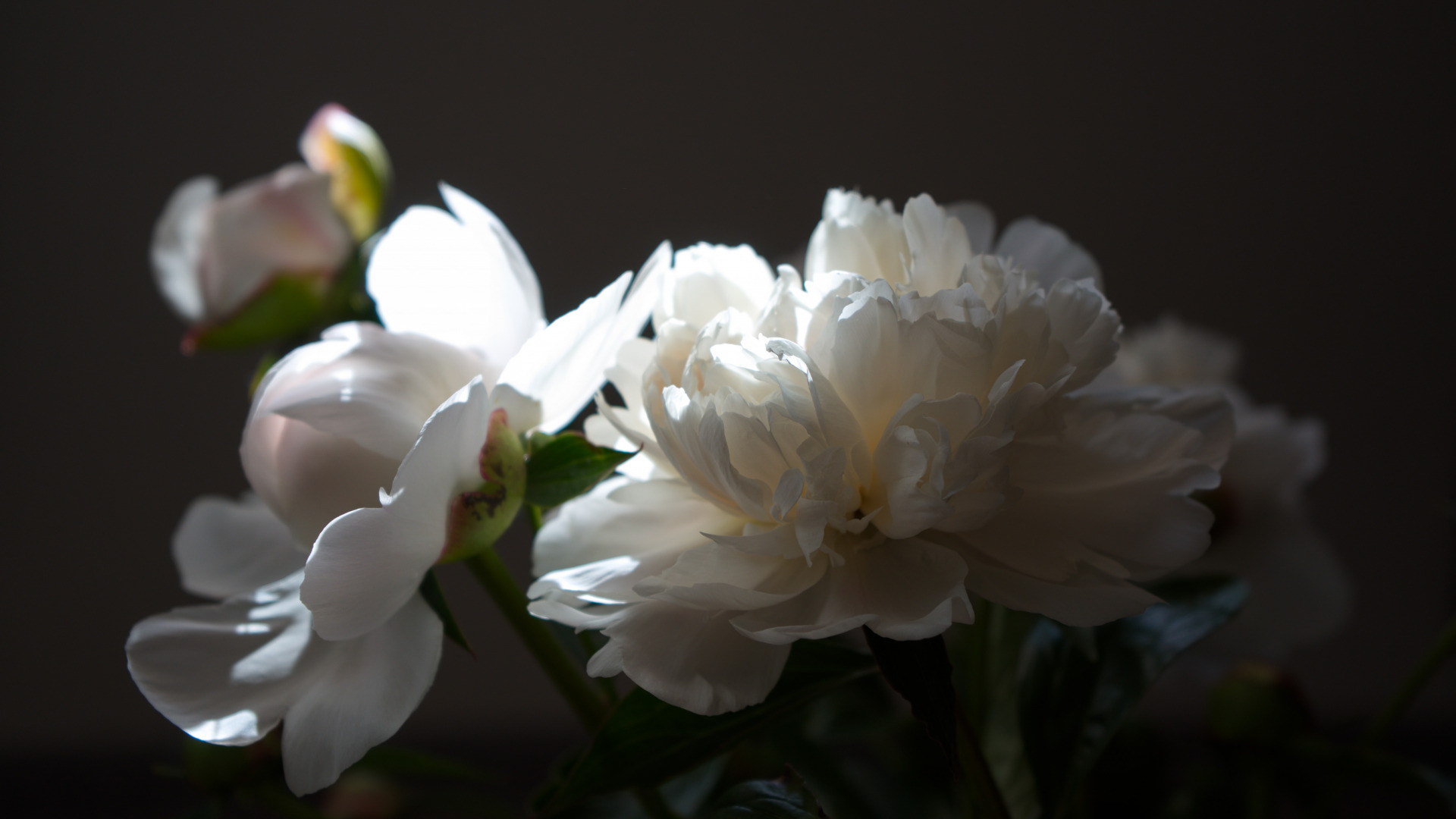 1920x1080 Download wallpaper flowers, peony, bouquet of peonies, white peony, section flowers in resoluti