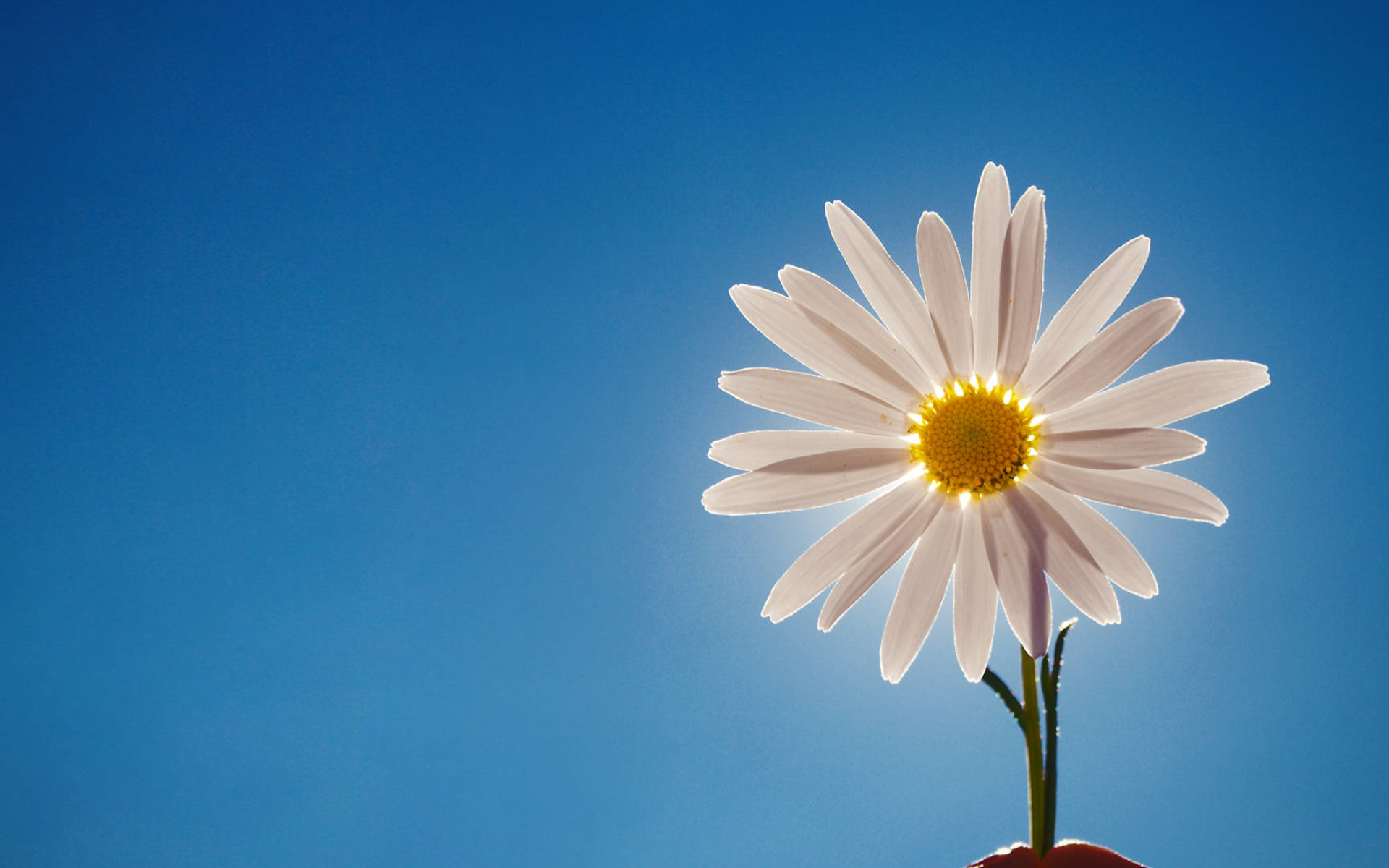1920x1200 Download Sun With Daisy Flower Wallpaper