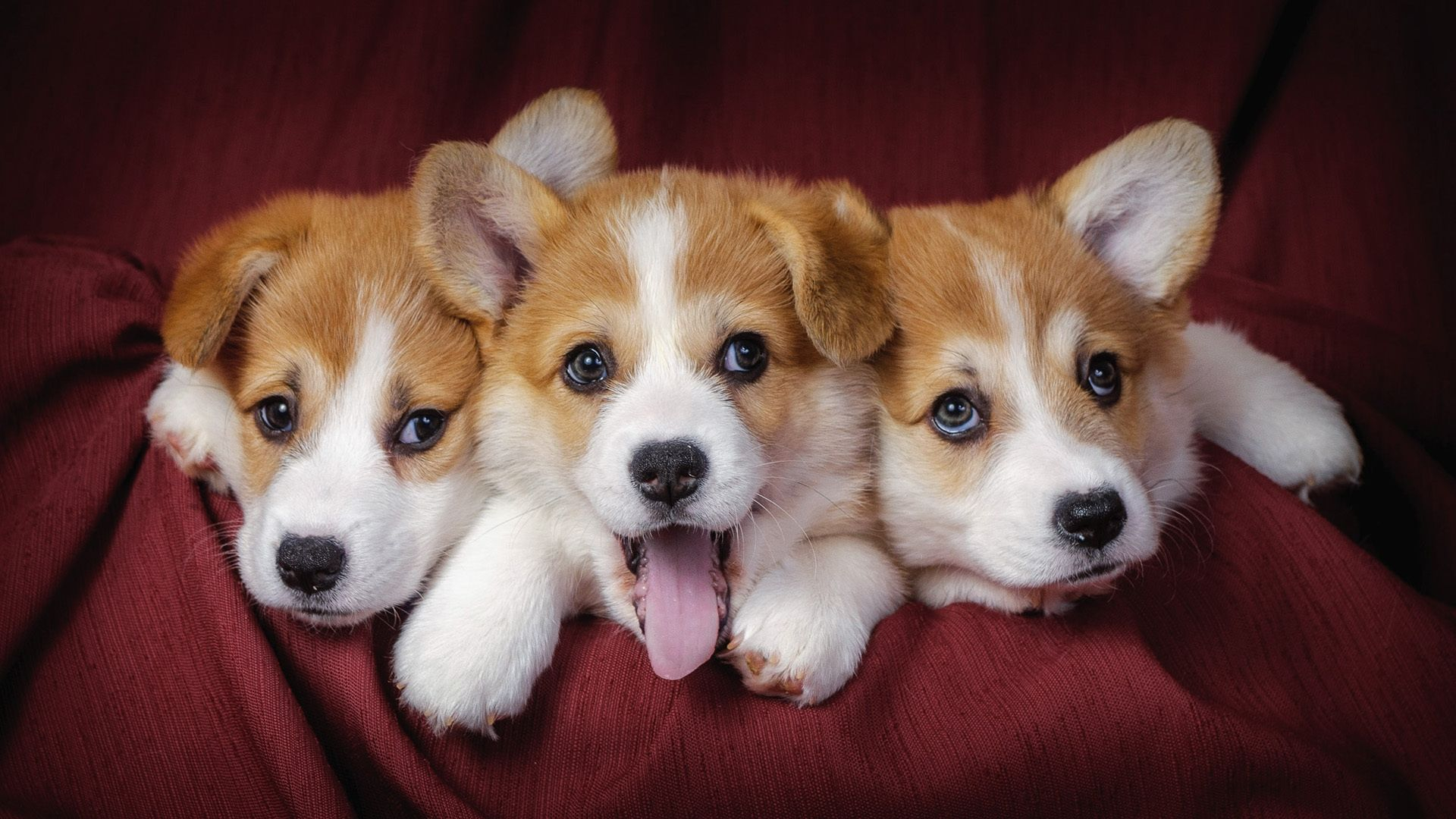 1920x1080 45 Cute Dog Wallpapers Wallpaperboat