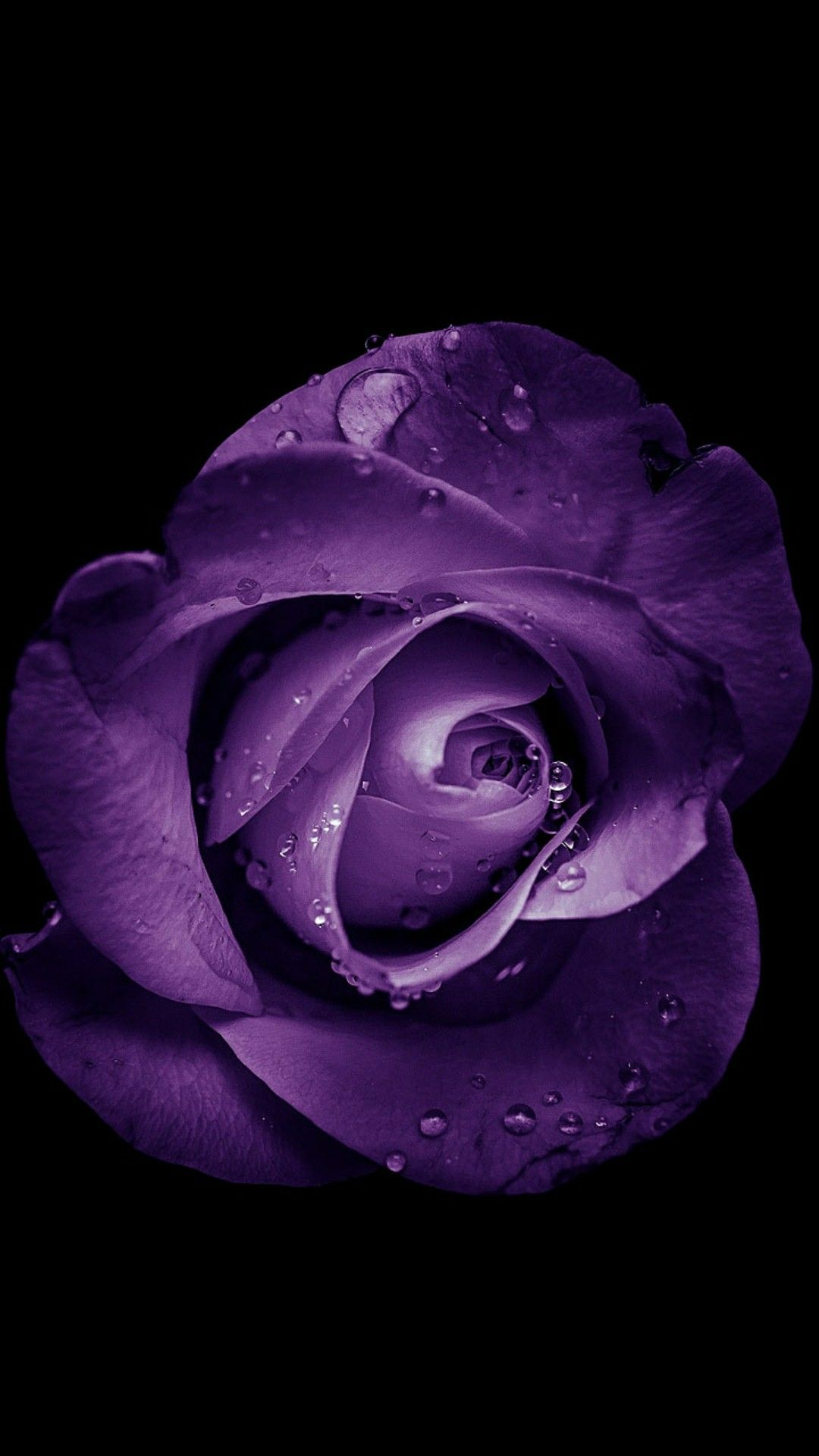 1080x1920 Purple rose | Purple roses, Purple flowers wallpaper, Rose wallpaper