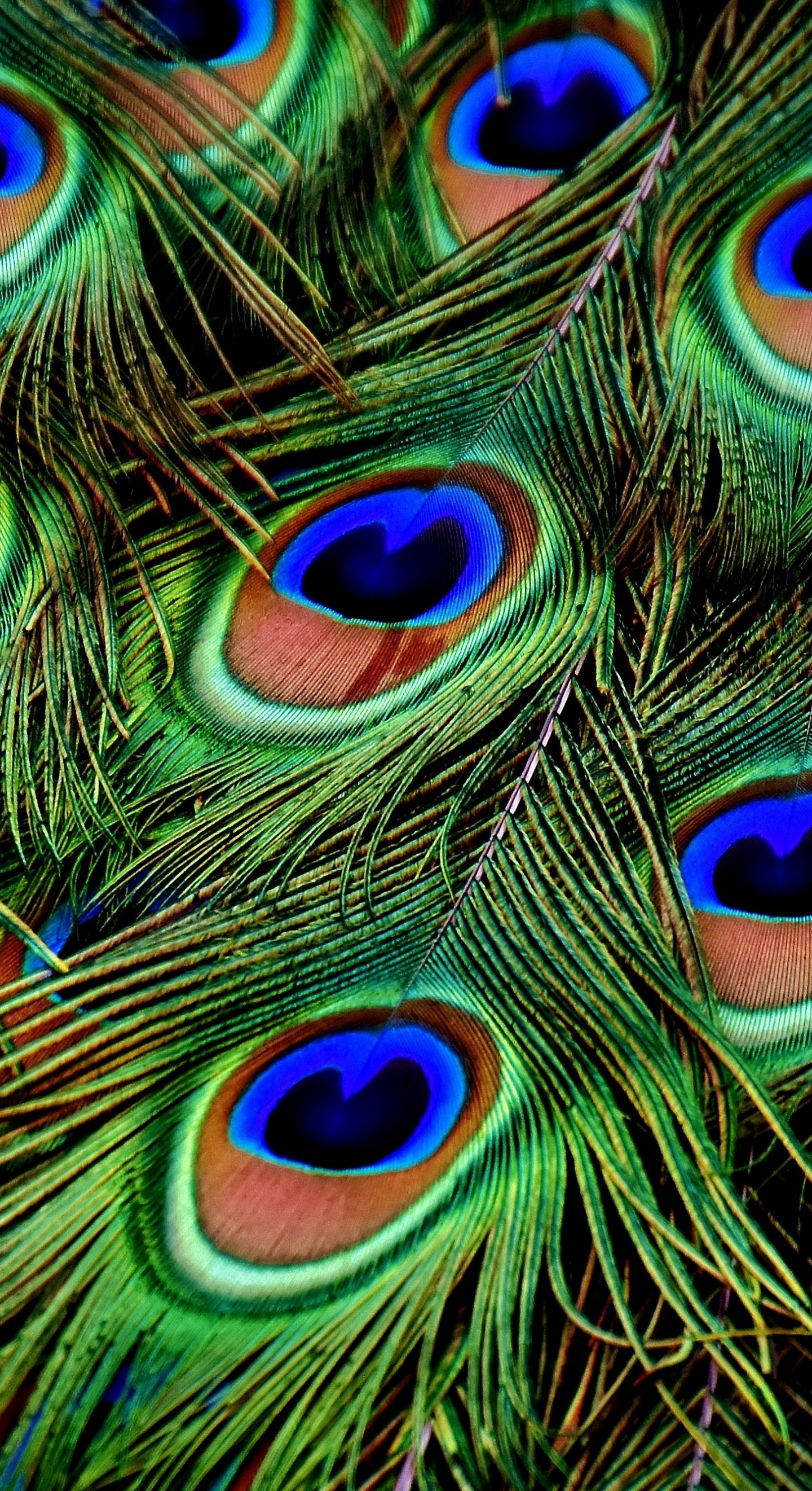 1440x2642 Download peacock, feathers, colorful, plumage 1440x2960 wallpaper, samsung galaxy s8, samsung galaxy s8 plus, 1440x2960 hd image, background, 1541