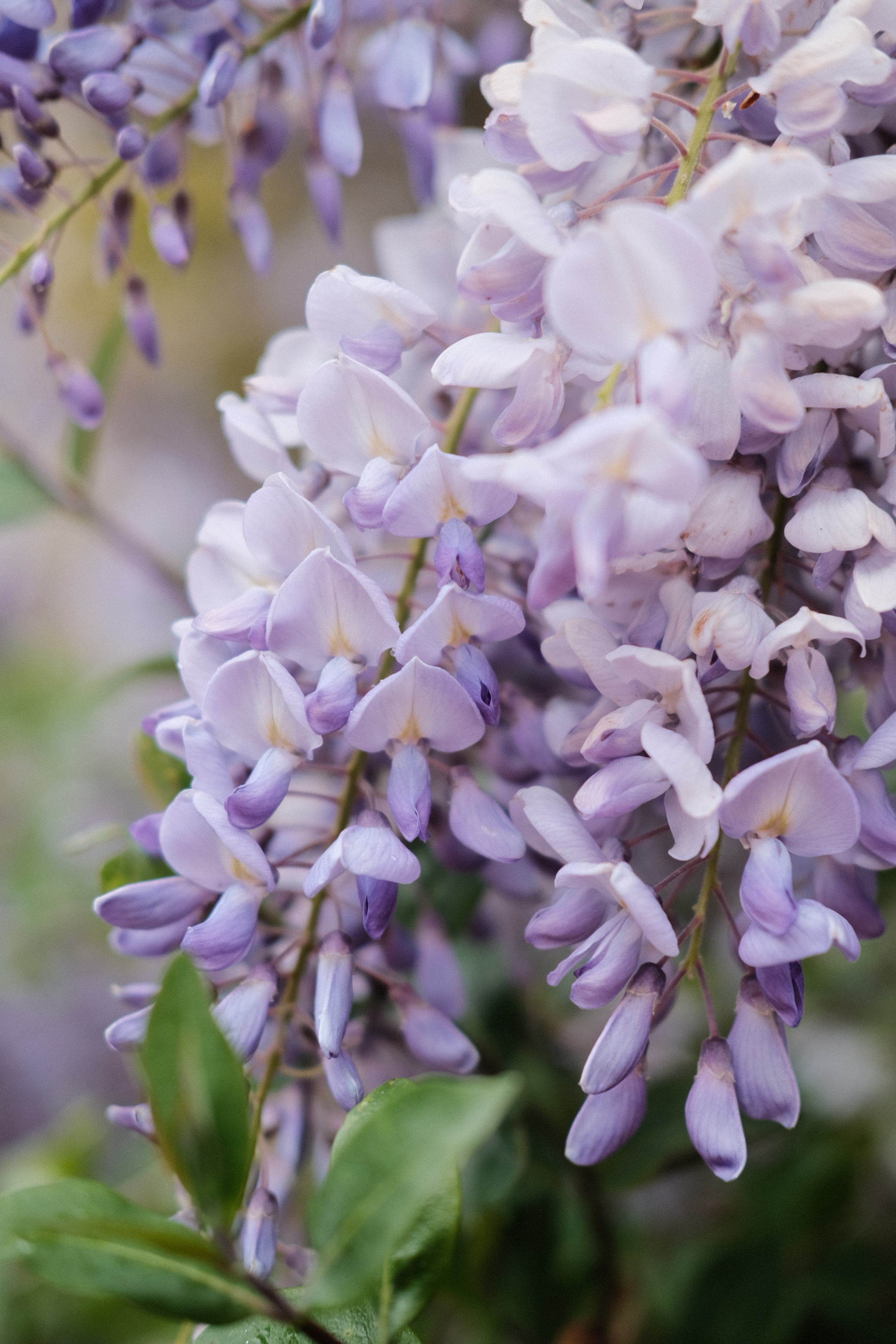 2080x3120 Chinese Wisteria Photos, Download Free Chinese Wisteria Stock Photos \u0026 HD Images