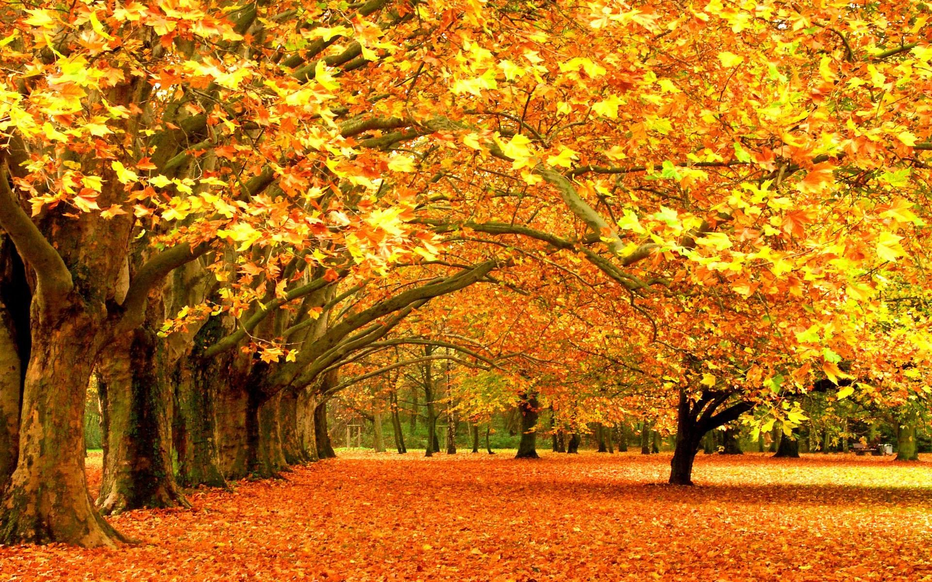 1920x1200 Fall Trees Wallpapers Top Free Fall Trees Backgrounds
