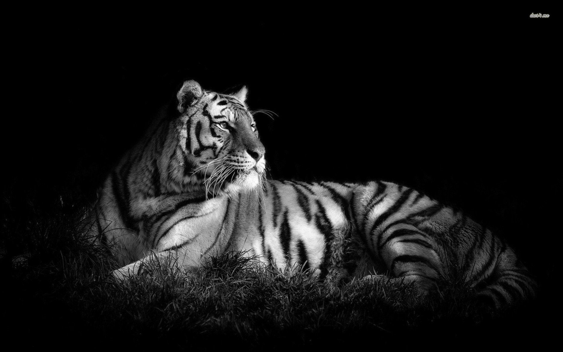 1920x1200 Black and White Tiger HD wallpaper | Tiger wallpaper, White tiger, White tiger pictures