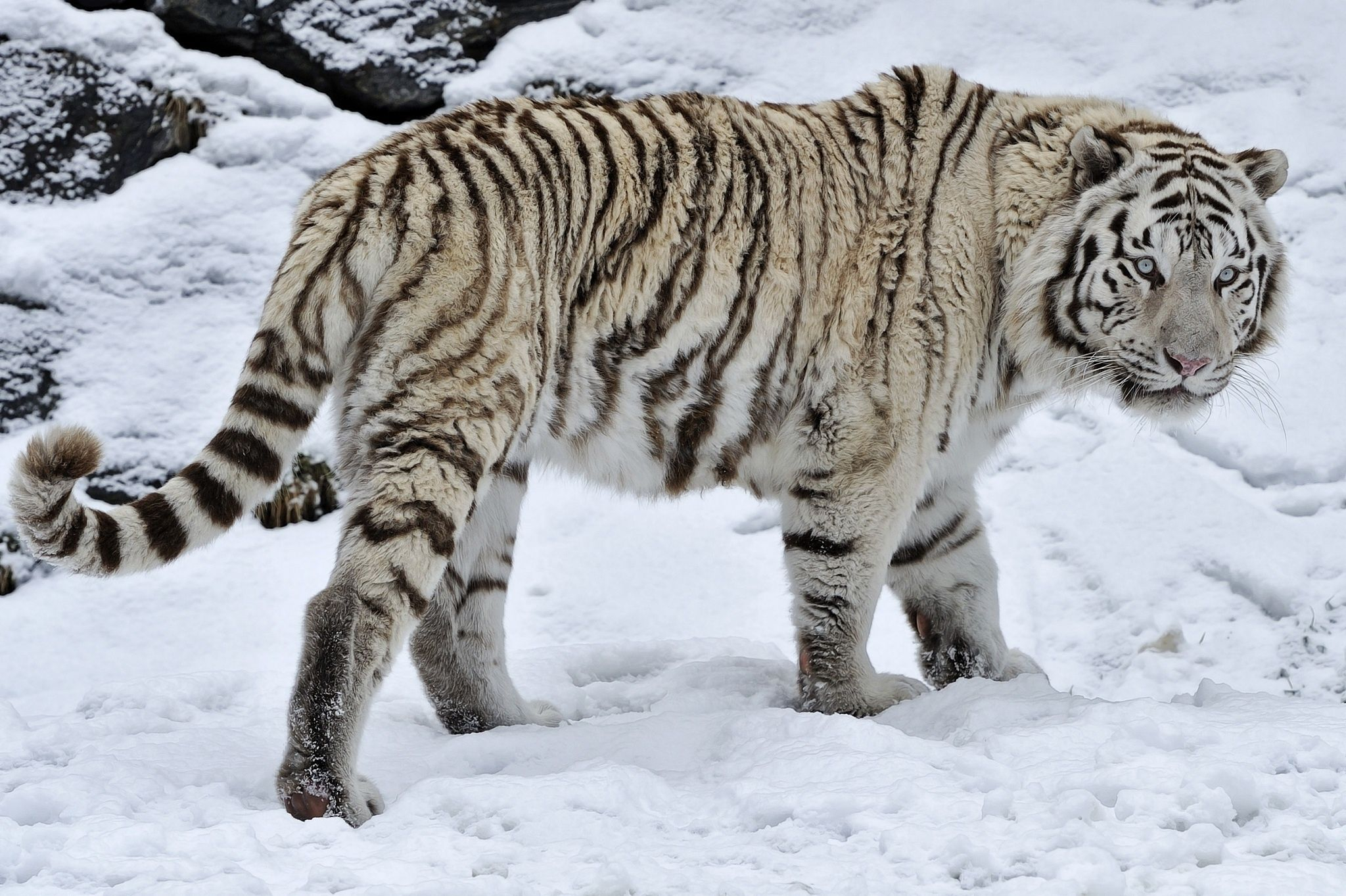 2048x1363 Snow Tiger Wallpaper | Snow tiger, Wild cats, Animals wild