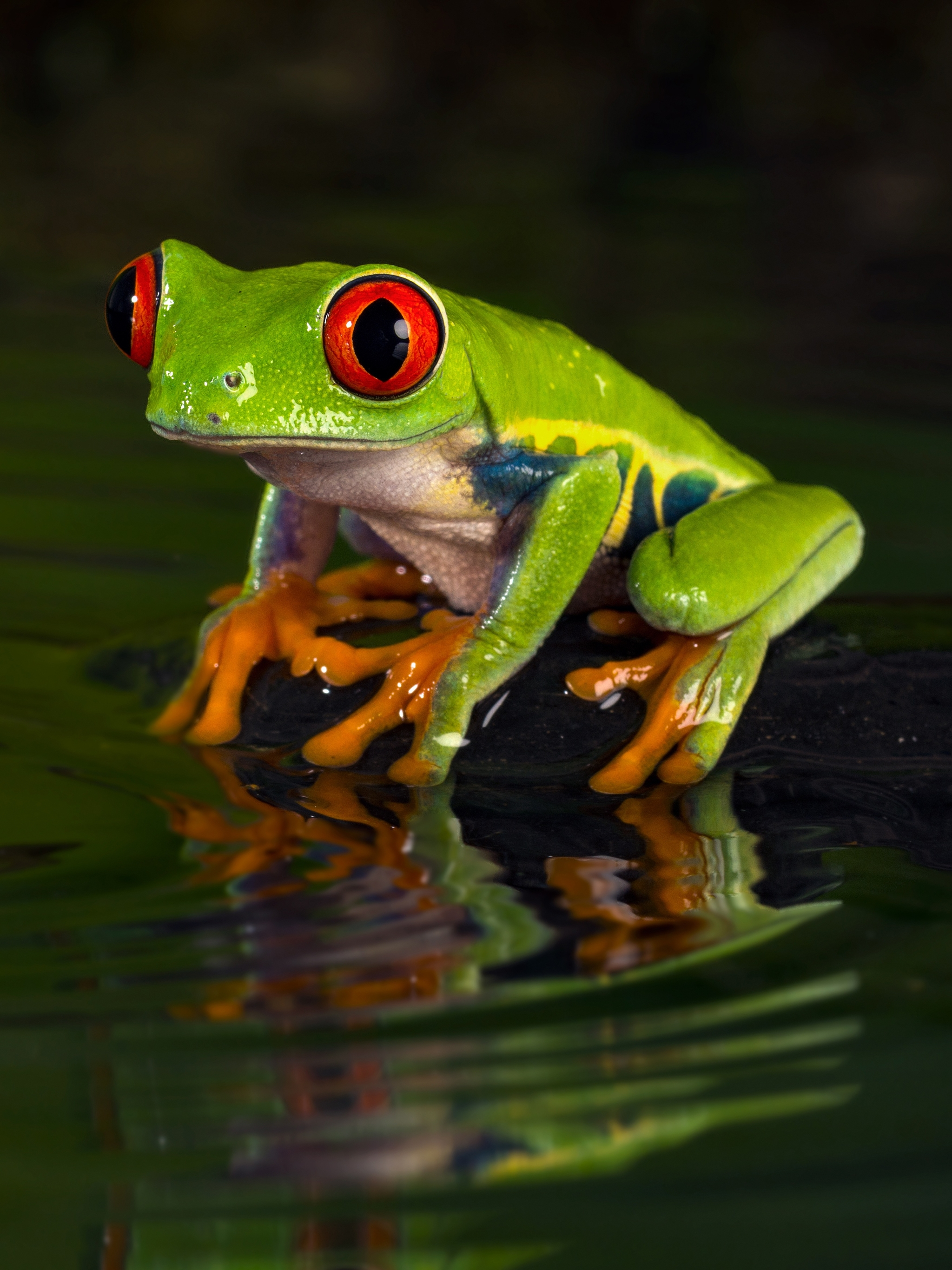 2048x2732 Red Eyed Tree Frog Phone Wallpaper Mobile Abyss