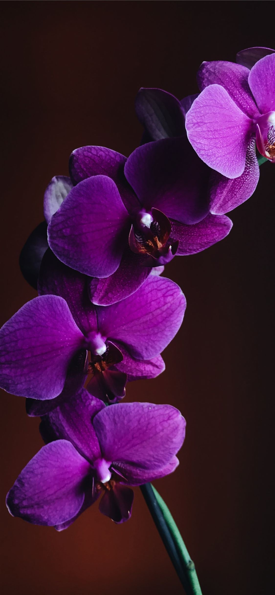 1125x2436 close up photo of purple Orchid flower iPhone 11 Wallpapers Free Download
