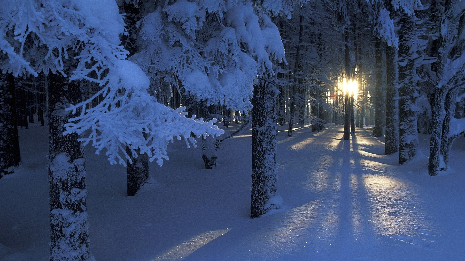 1920x1080 Sacred winter forest. Amazing landscapes wallpapers wide. Winter, snow, forest, trees