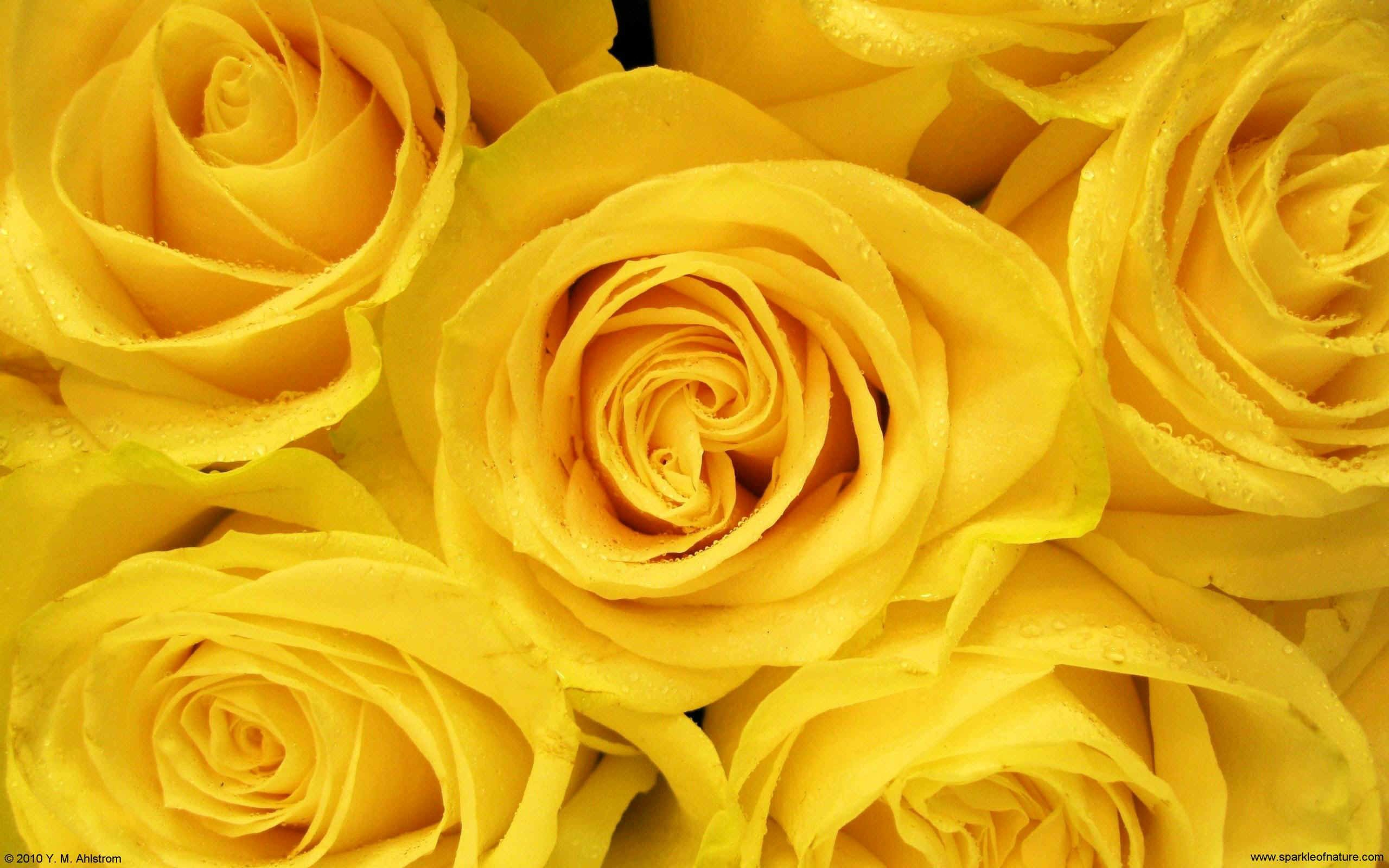 2560x1600 Yellow Roses Wallpapers Top Free Yellow Roses Backgrounds